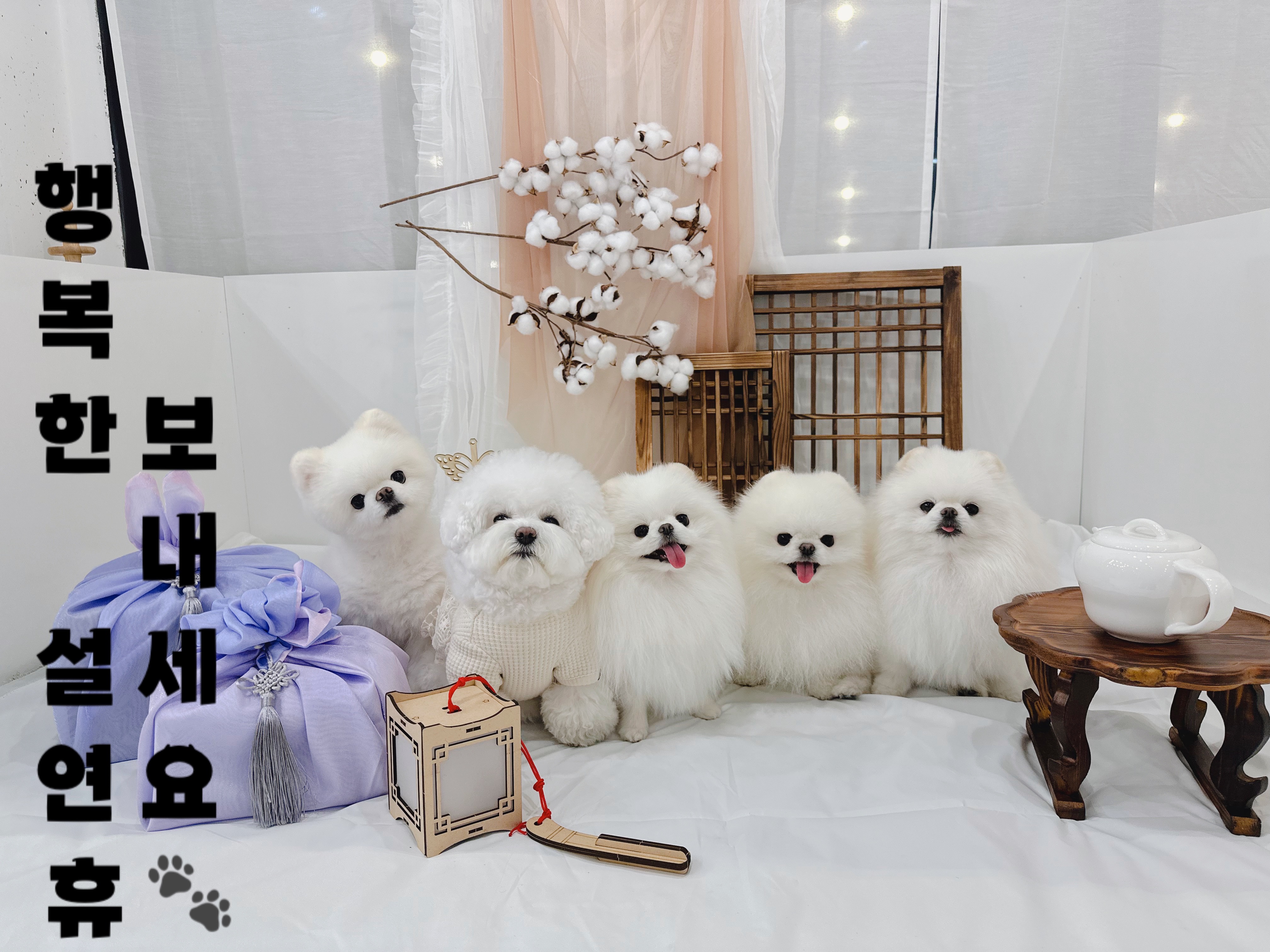 사뿐사뿐 반려동물 동반 애견카페