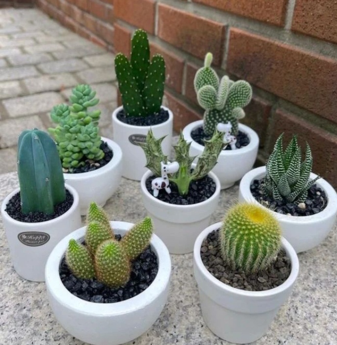 꽃다지 화원