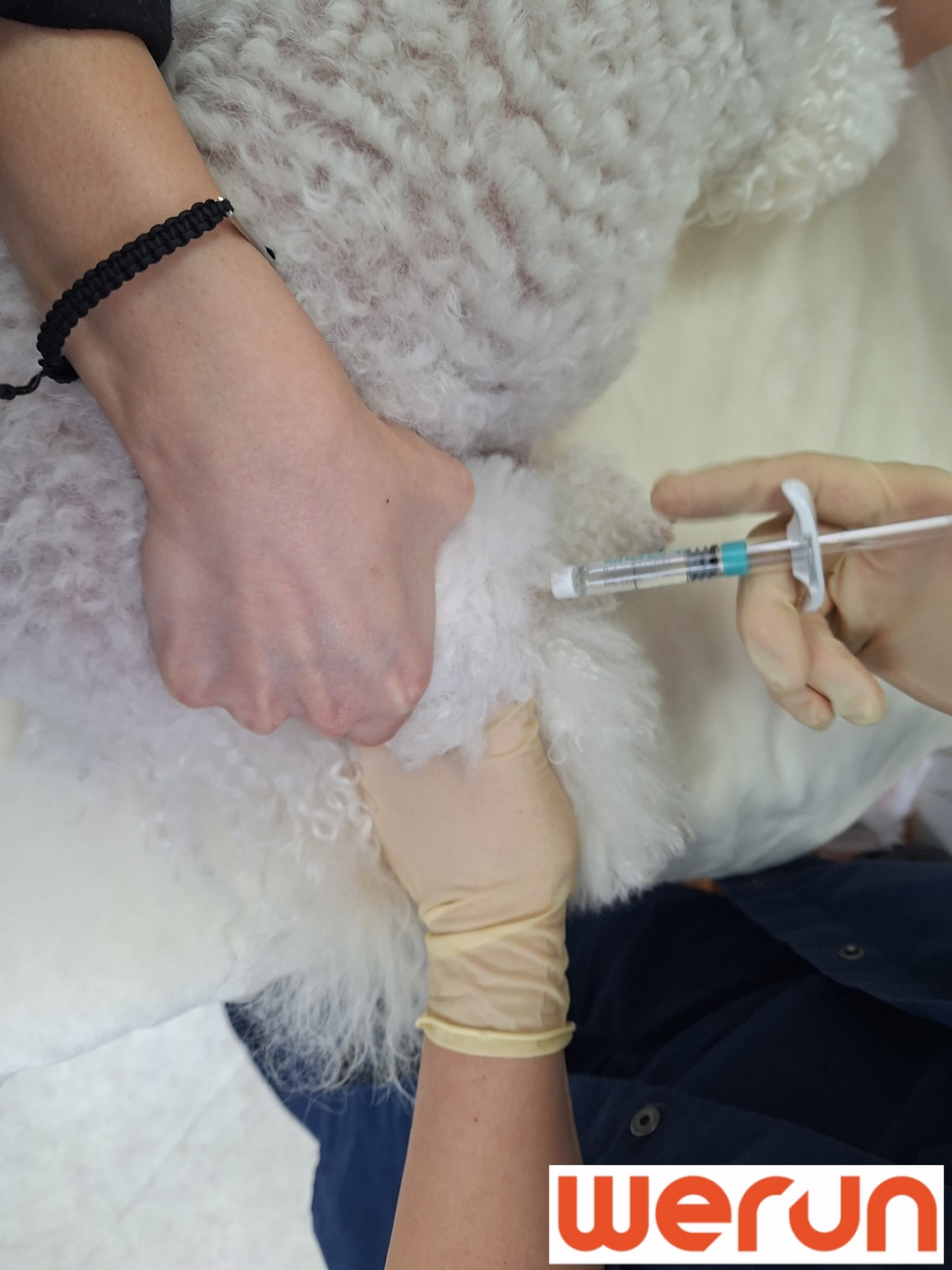 위런한방재활동물병원 대표 이미지