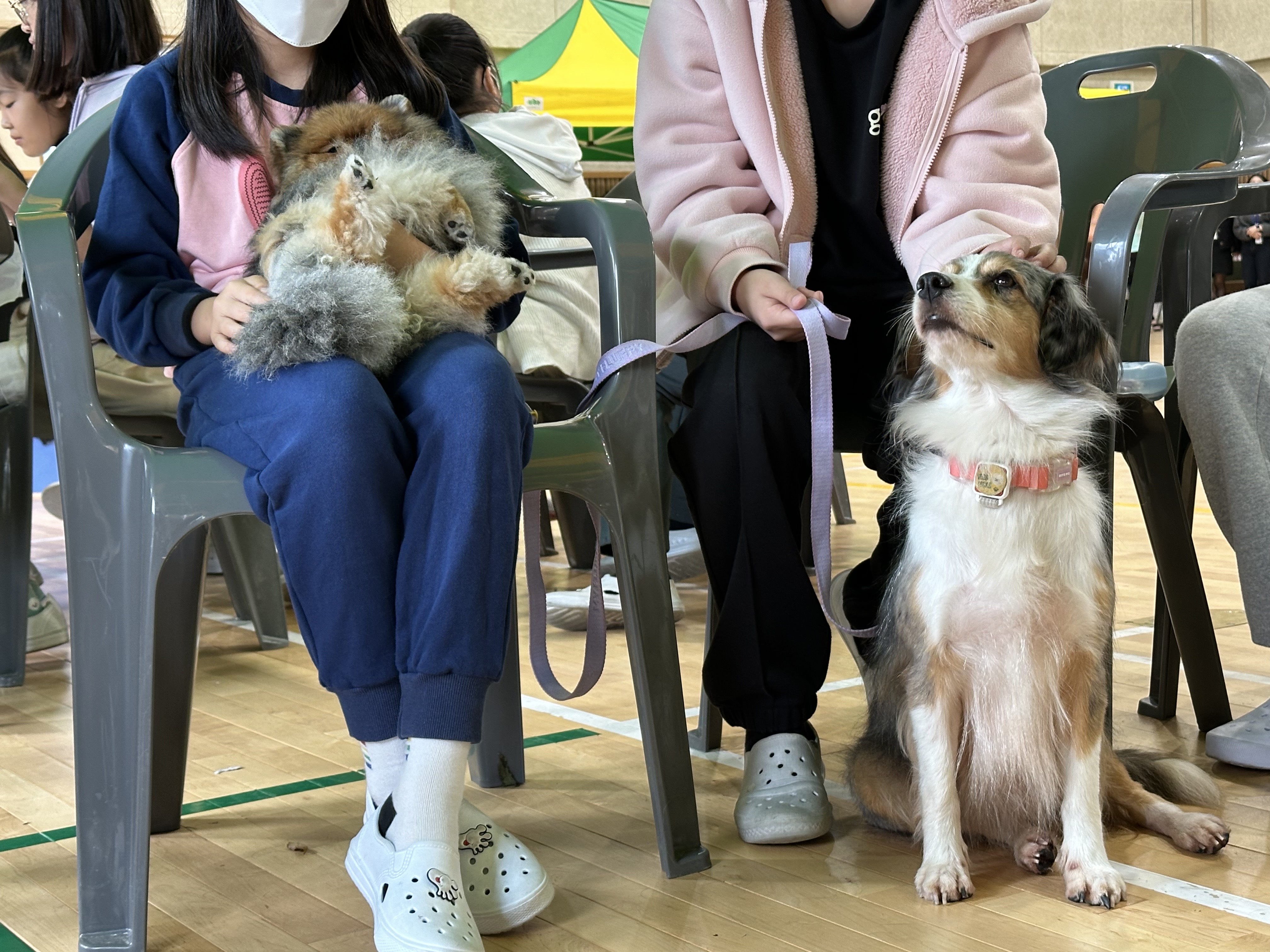 도그몬드 양평지점 3