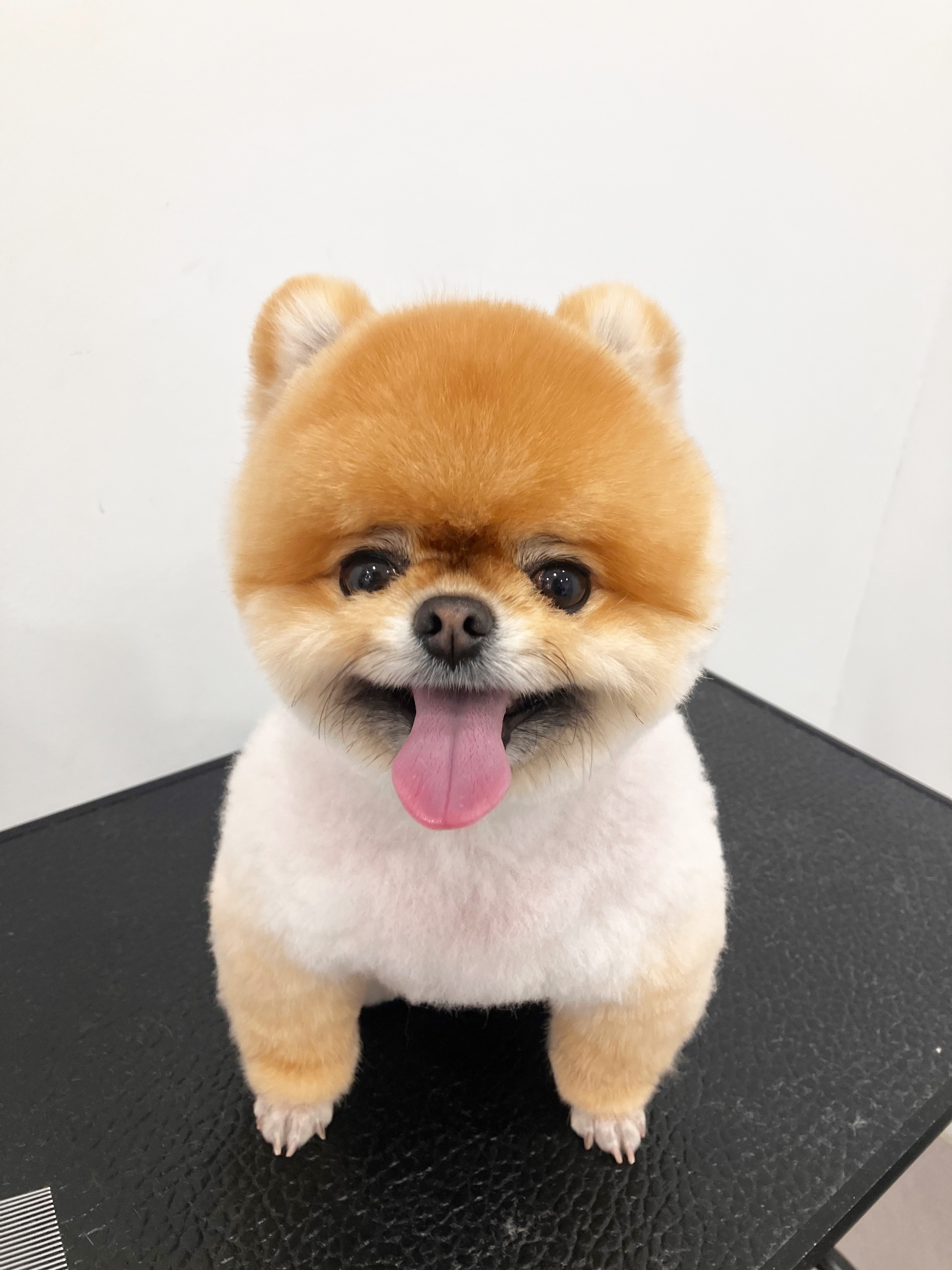 댕살롱 대표 이미지