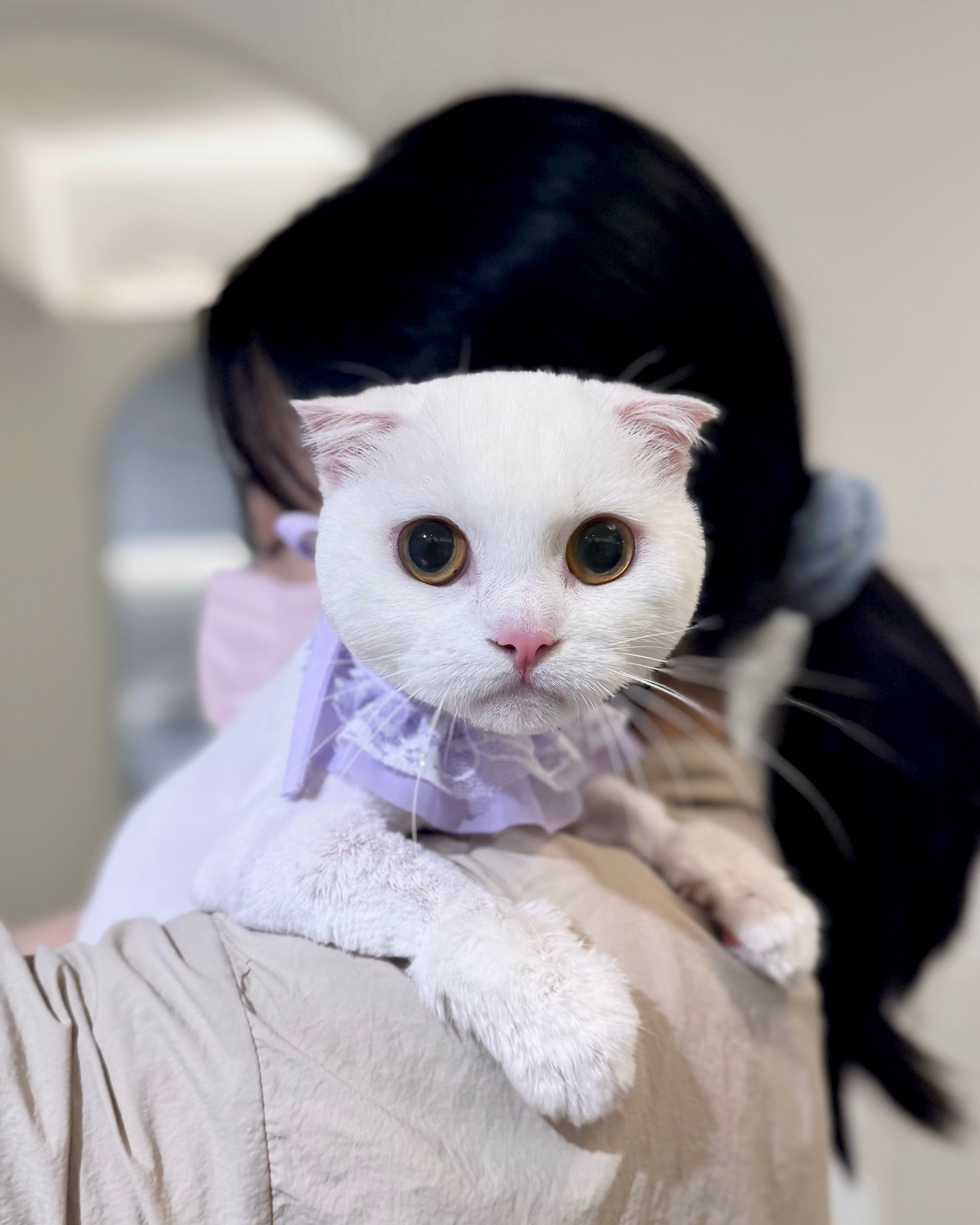 플러피캣 대표 이미지