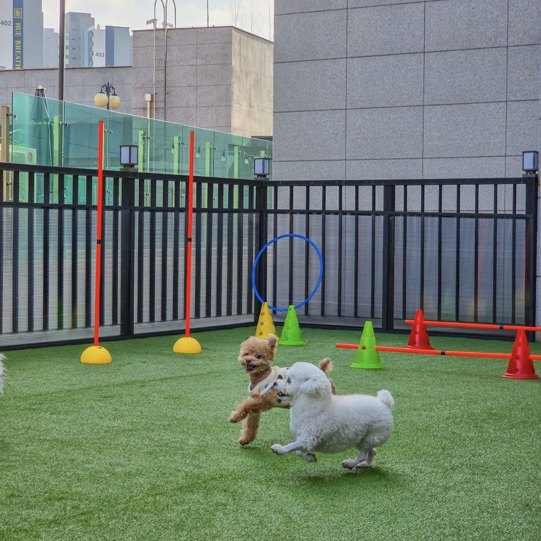 애견유치원 품다 대표 이미지