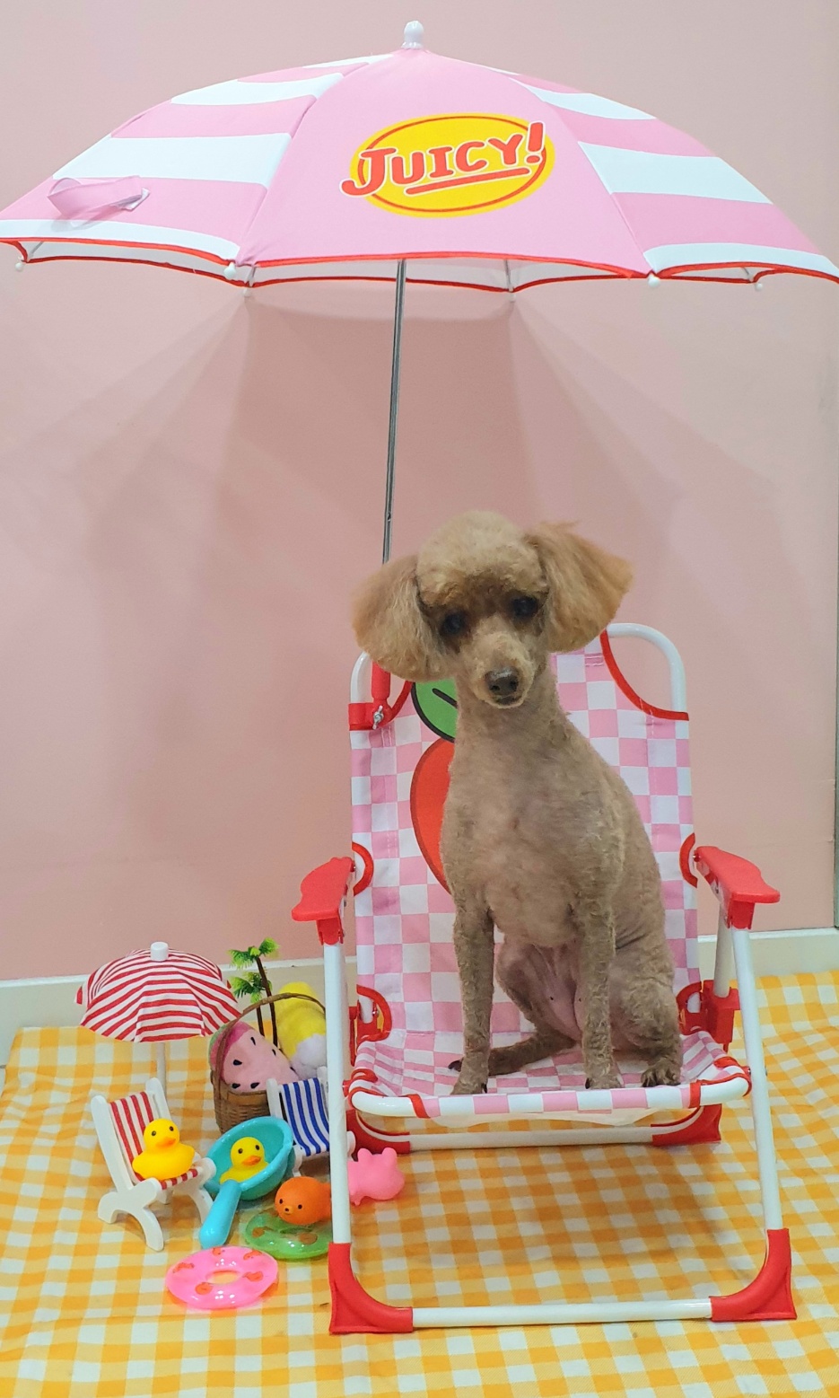 펫미리애견샵 대표 이미지