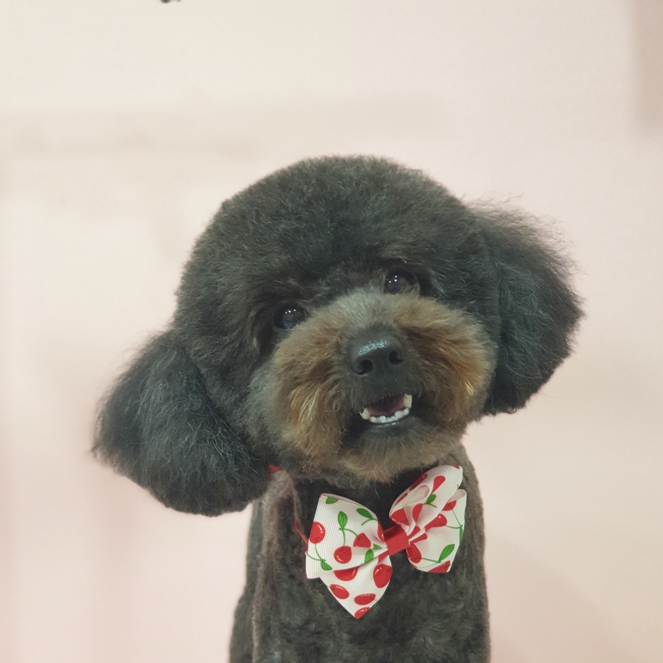 펫미리애견샵 대표 이미지