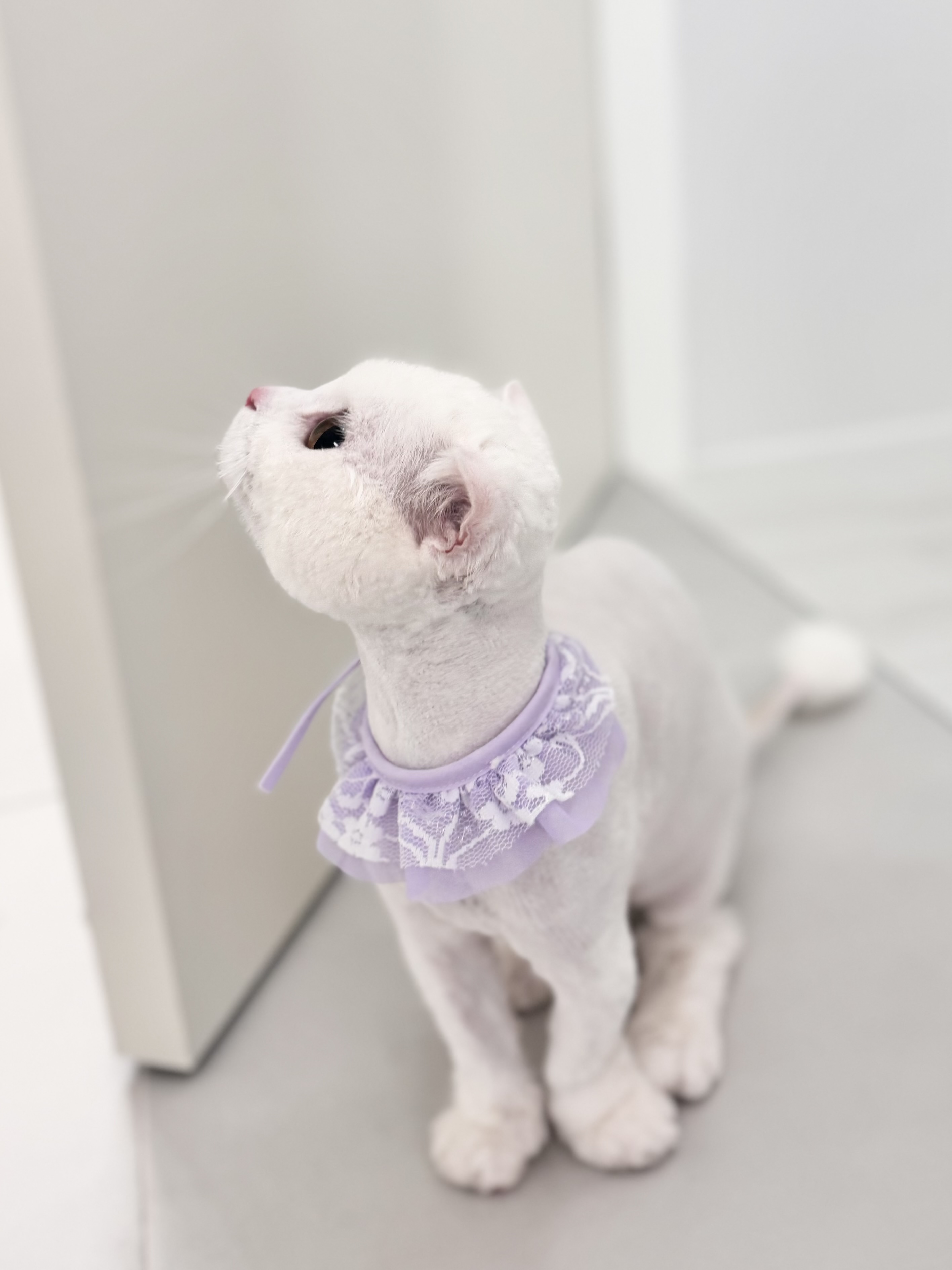 플러피캣 대표 이미지