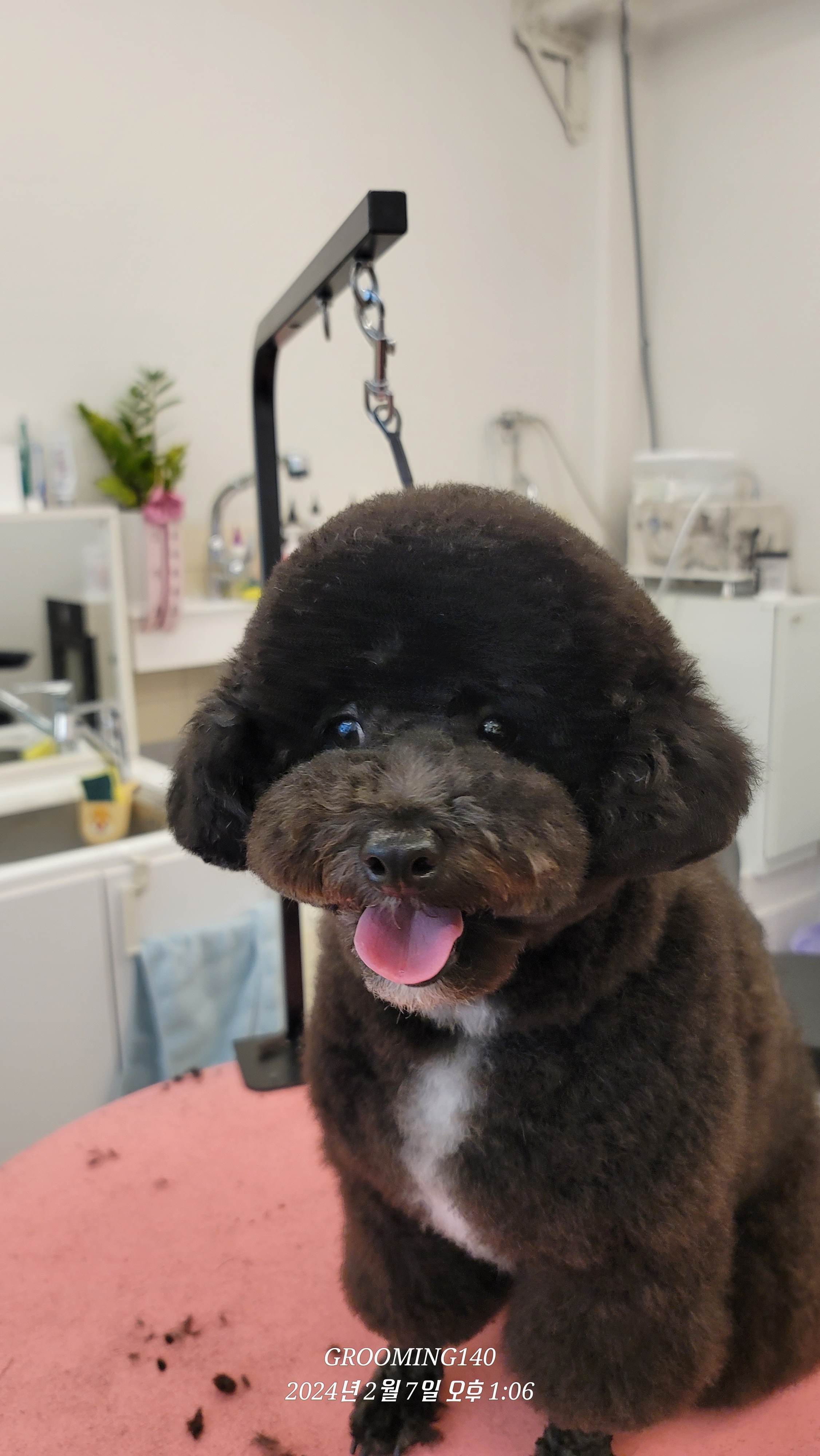 그루밍140애견미용실 대표 이미지