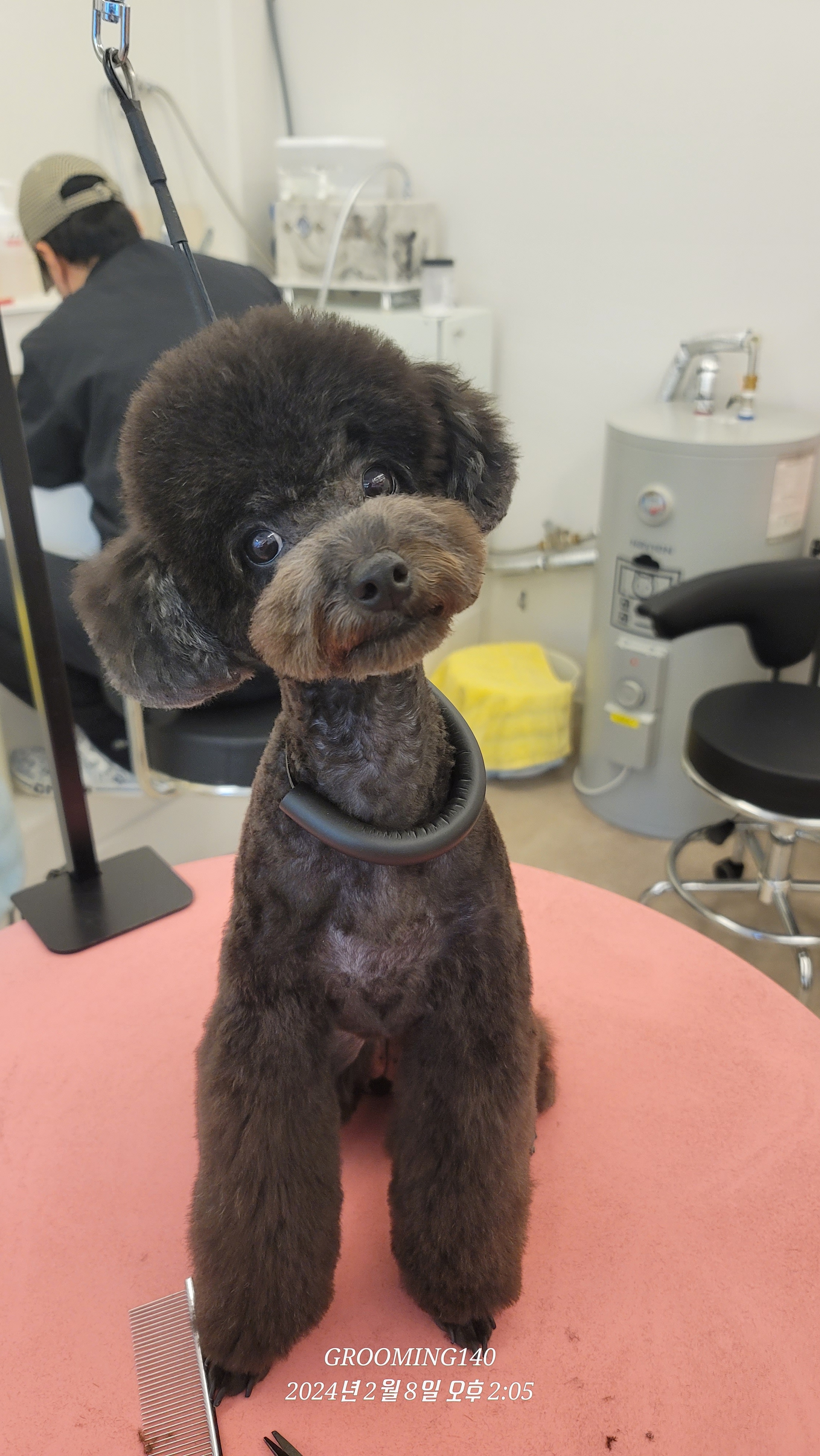 그루밍140애견미용실 대표 이미지