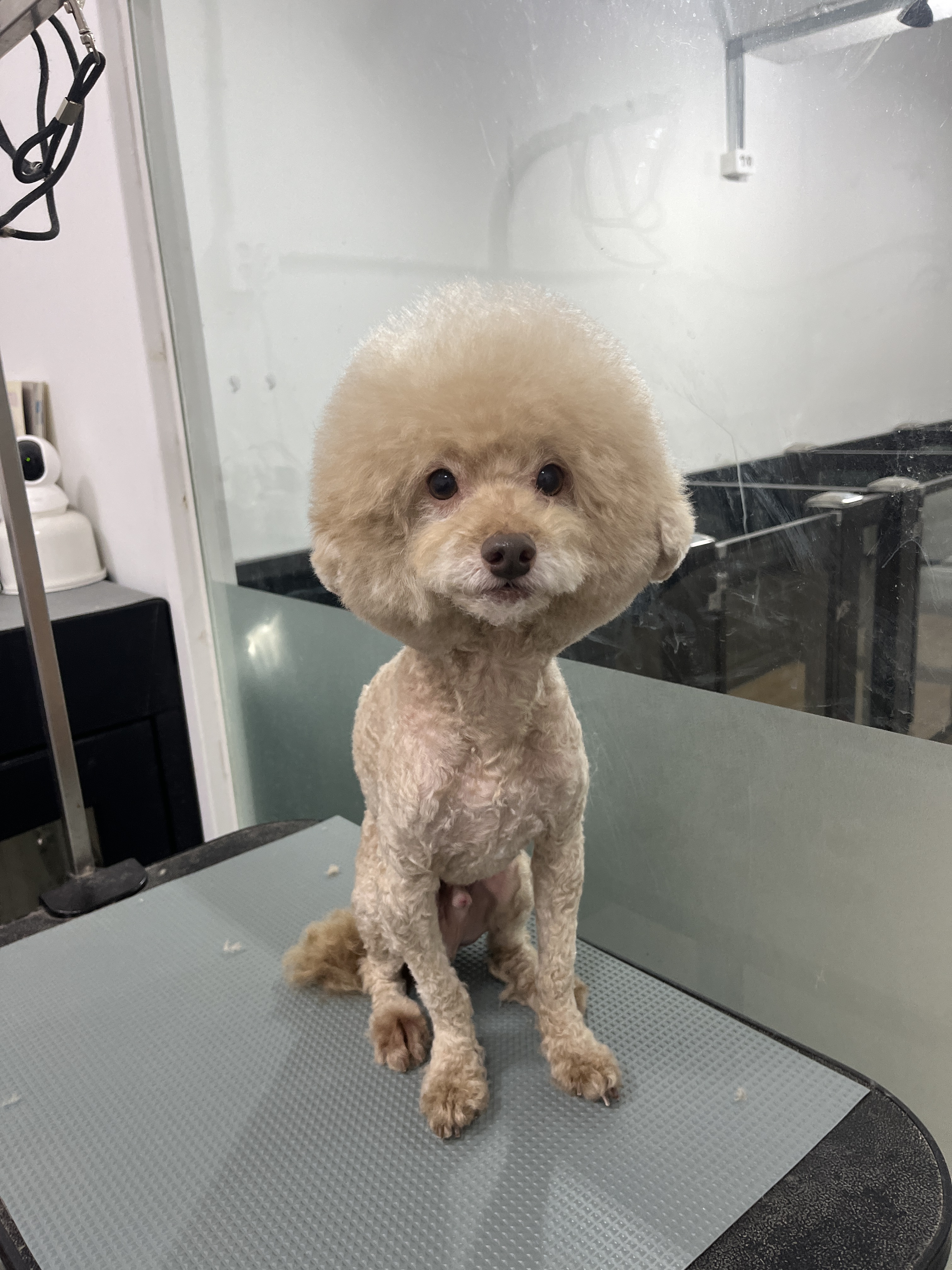 도그스타일 대표 이미지