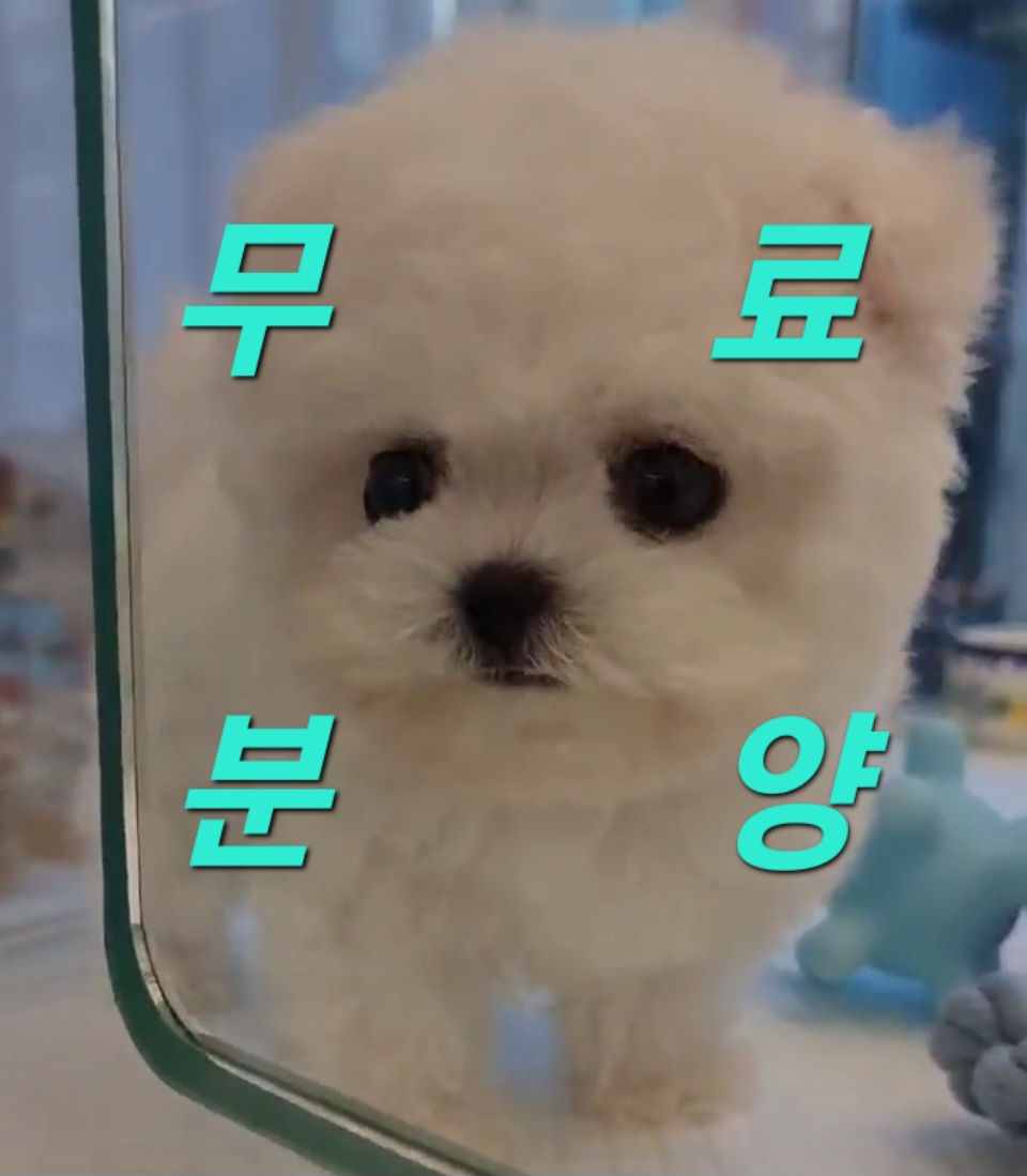 대구강아지분양 퍼피얌