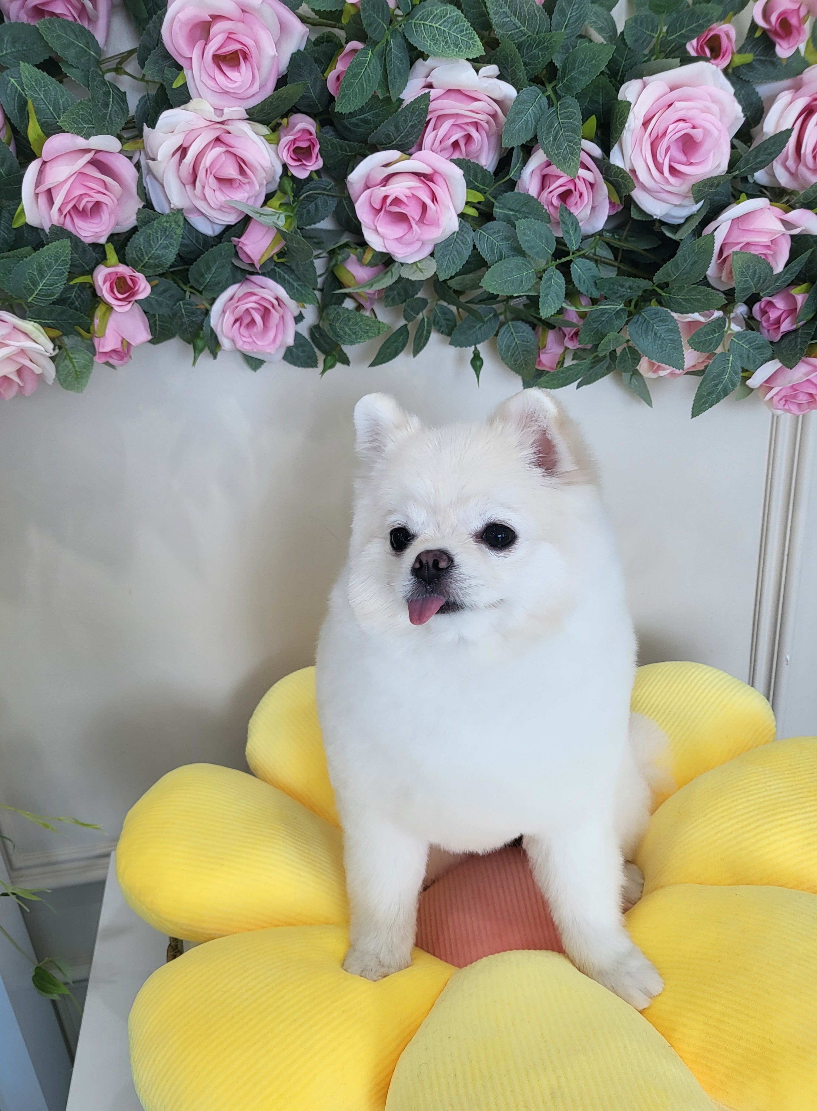 코코펫살롱,호텔
