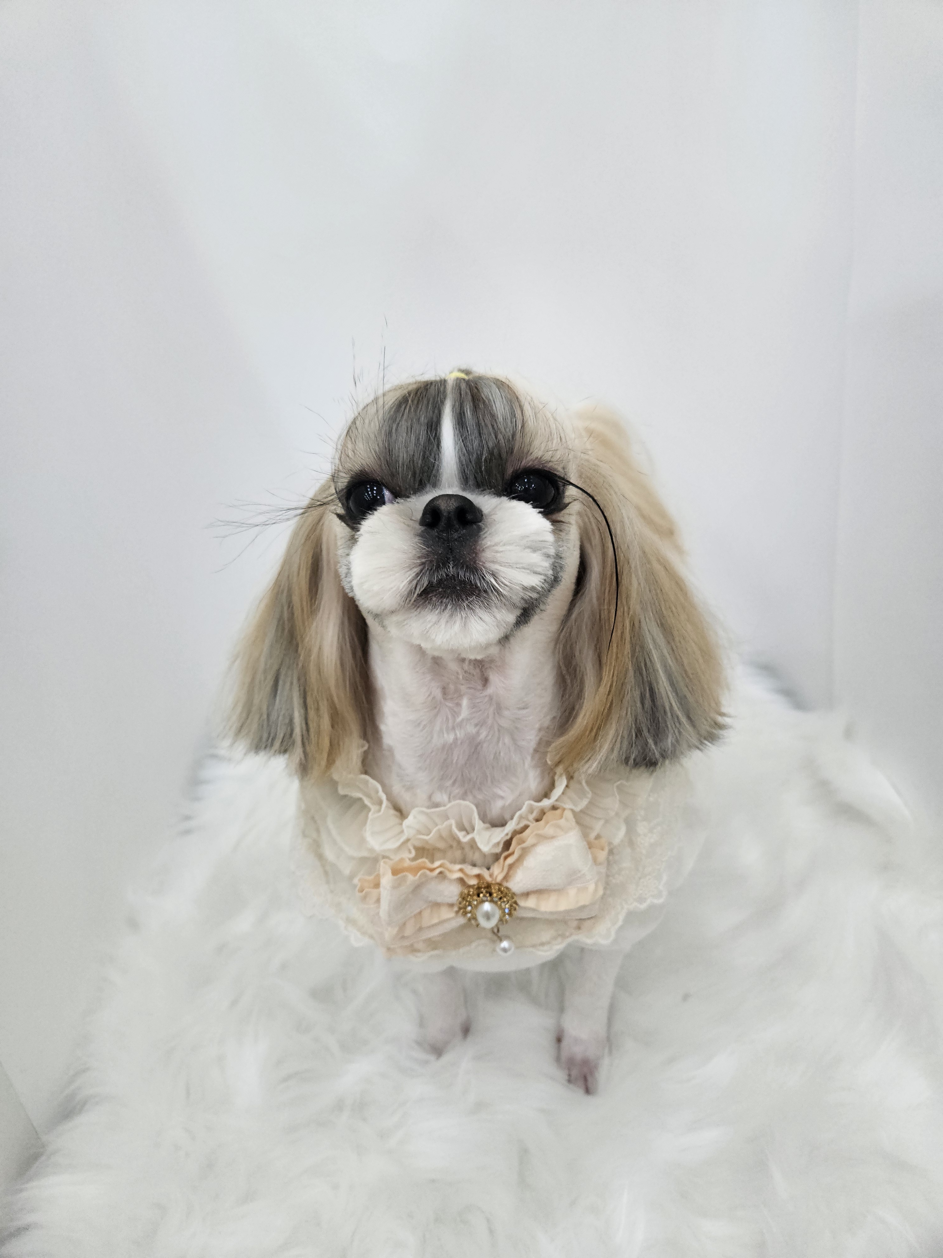 우쭈쭈강아지 대표 이미지