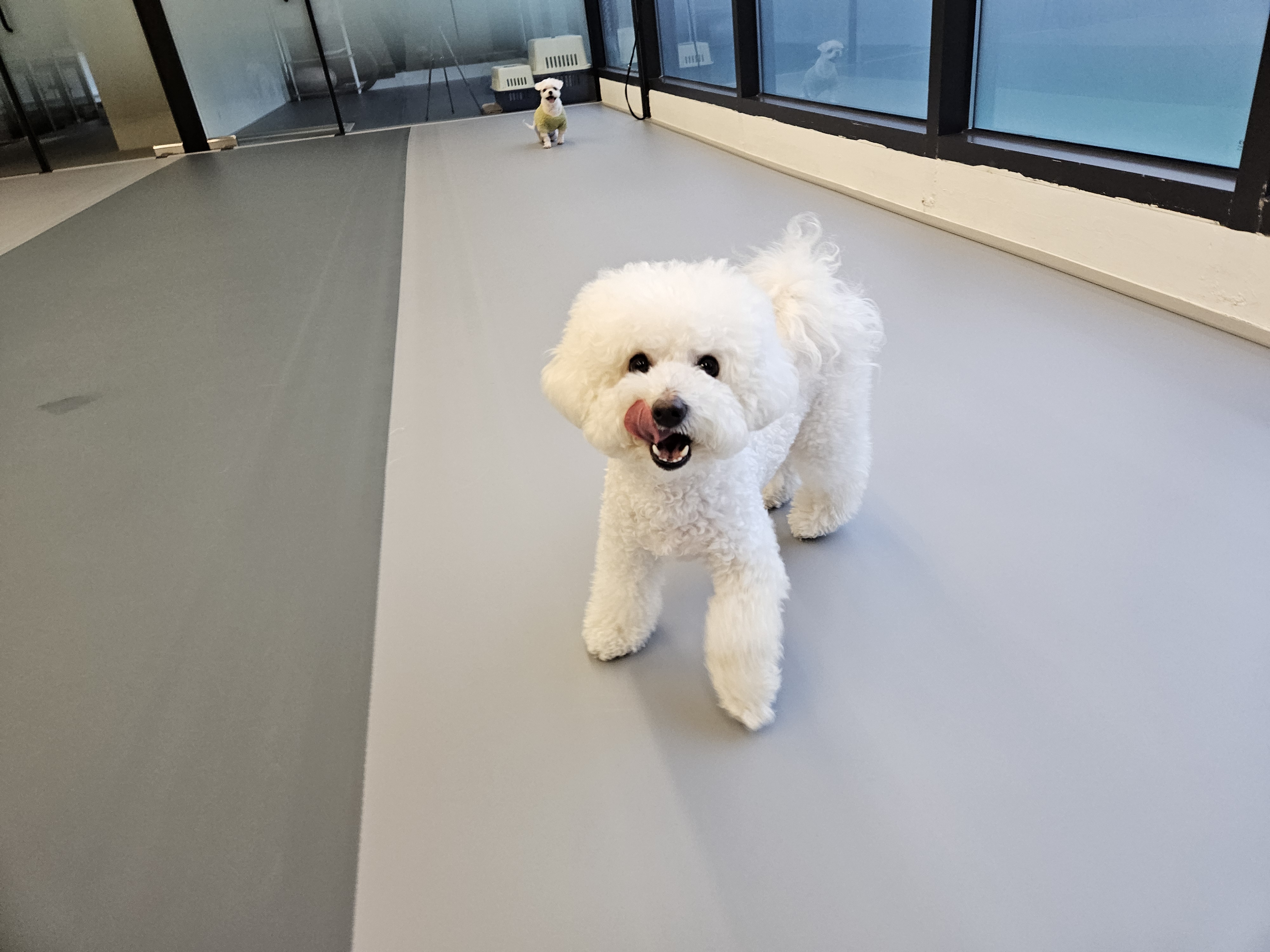 주주개린이집 소형견반 대표 이미지