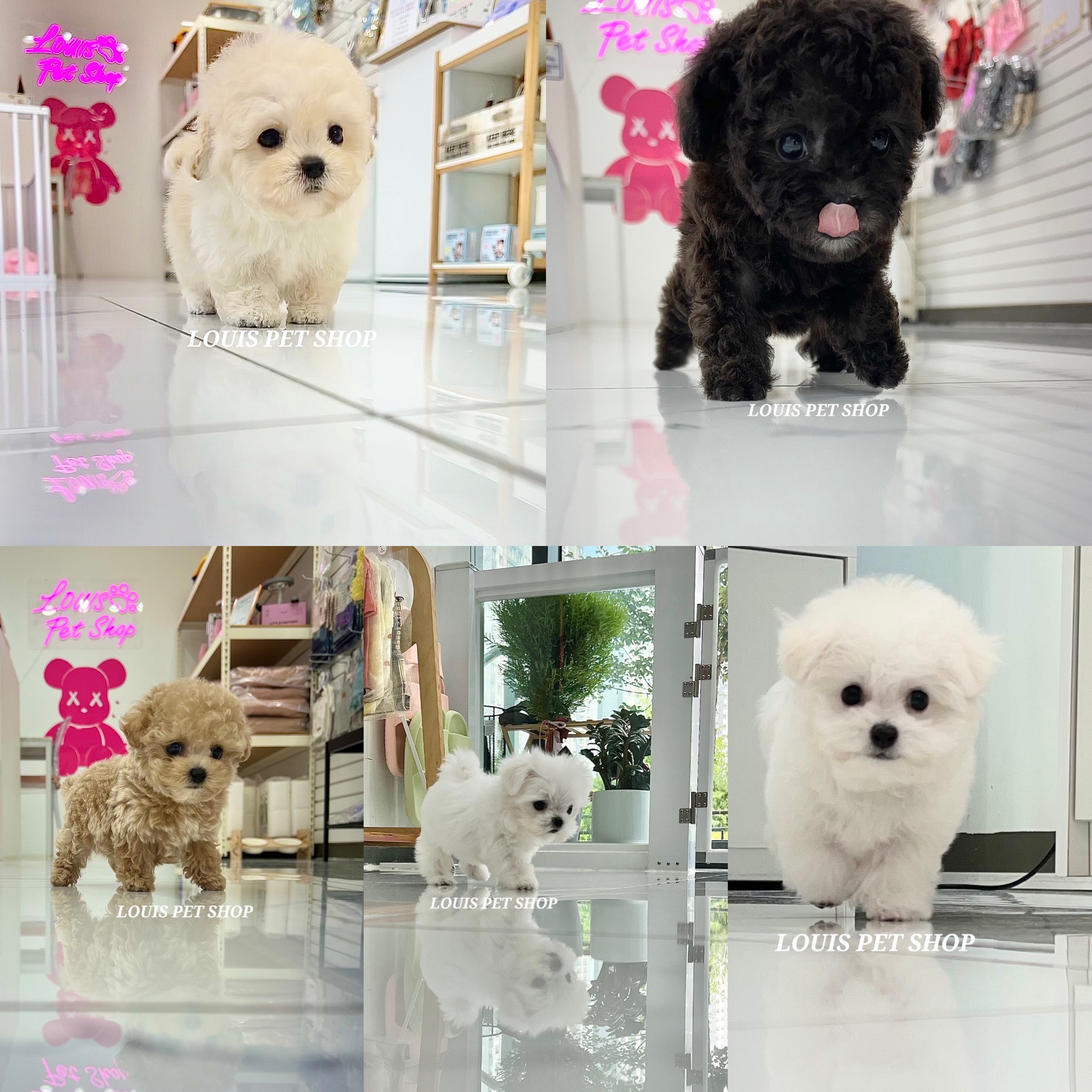 루이스펫샵 의정부 강아지분양 애견샵