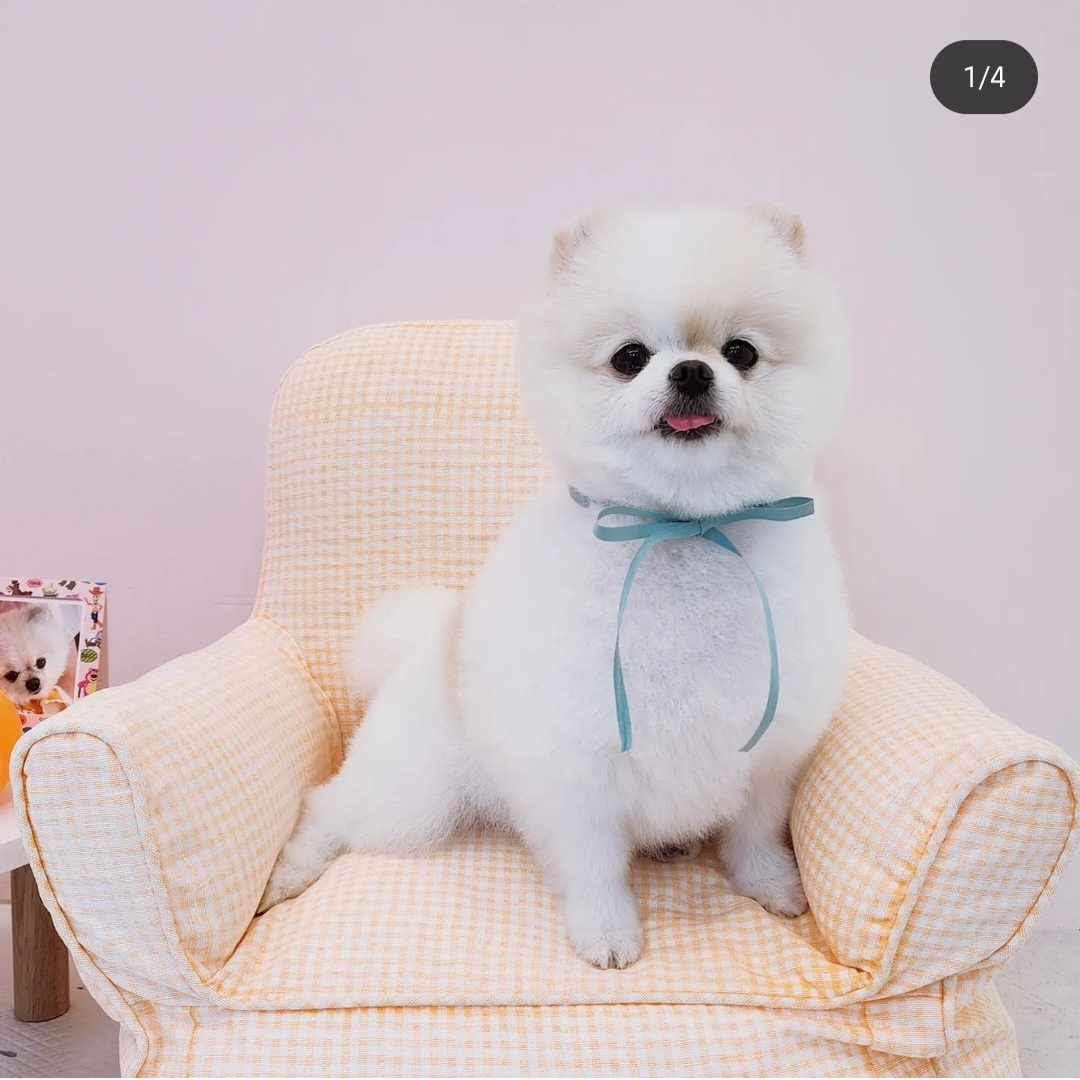 포숑포숑 애견미용실