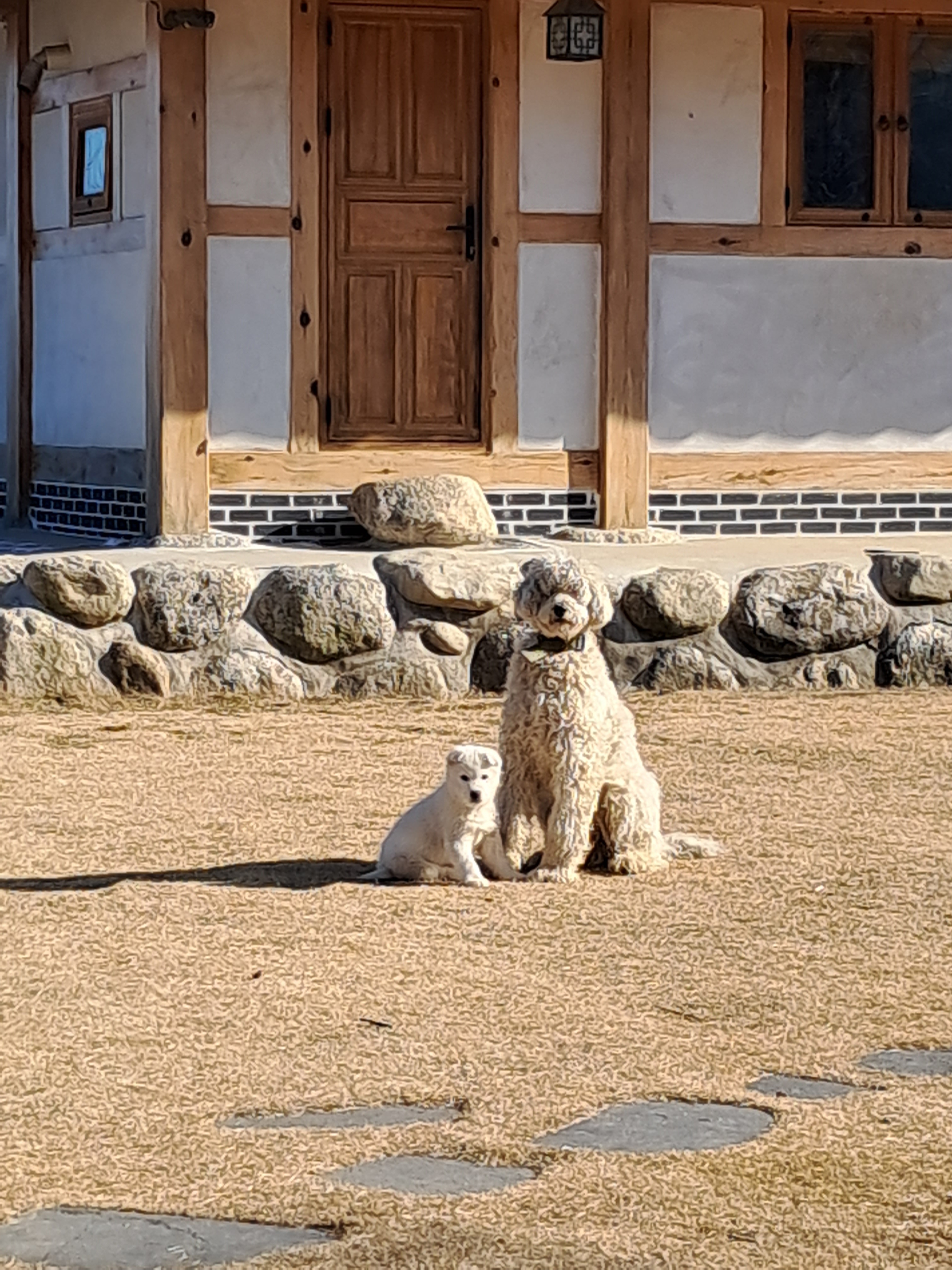버등들카페 반려동물 동반 애견카페