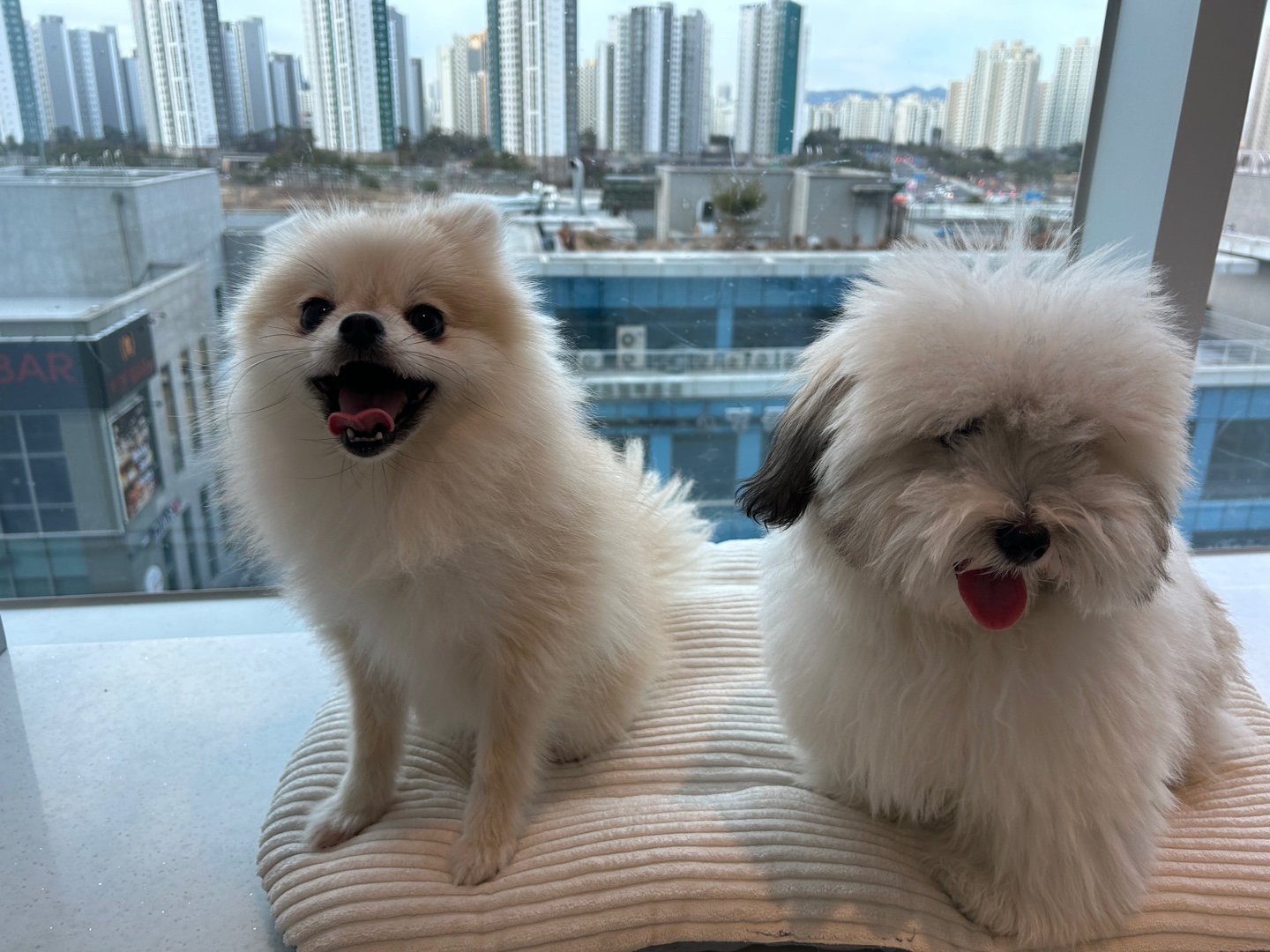 옐레드 애견유치원&amp;애견호텔 하남미사점 반려동물 동반 애견카페