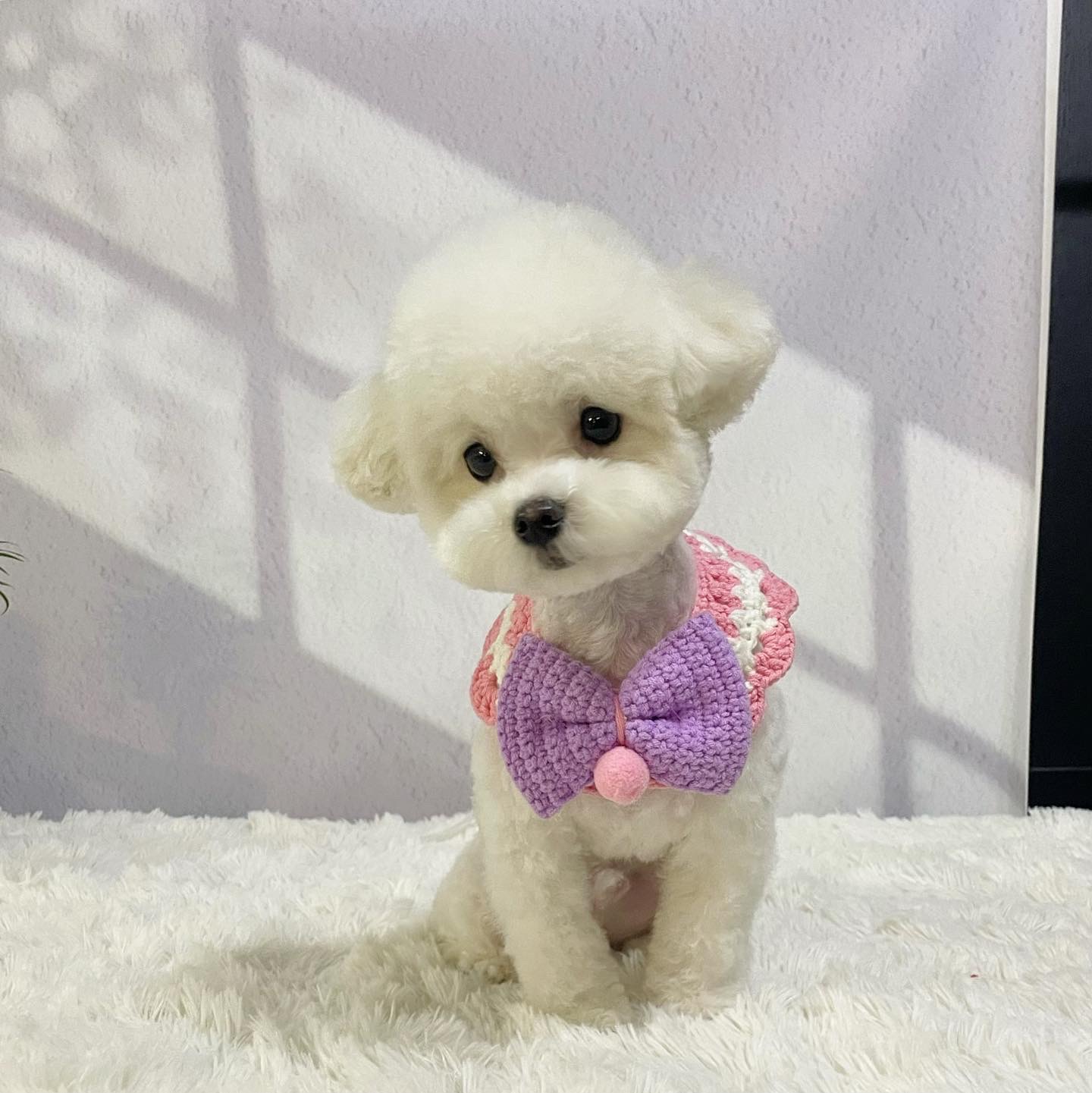 뽀솜뽀솜 대표 이미지