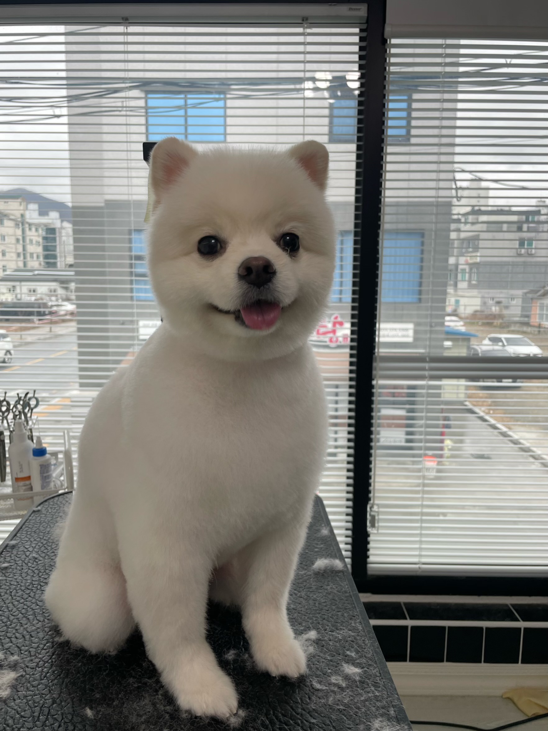 뽀솜뽀솜 대표 이미지