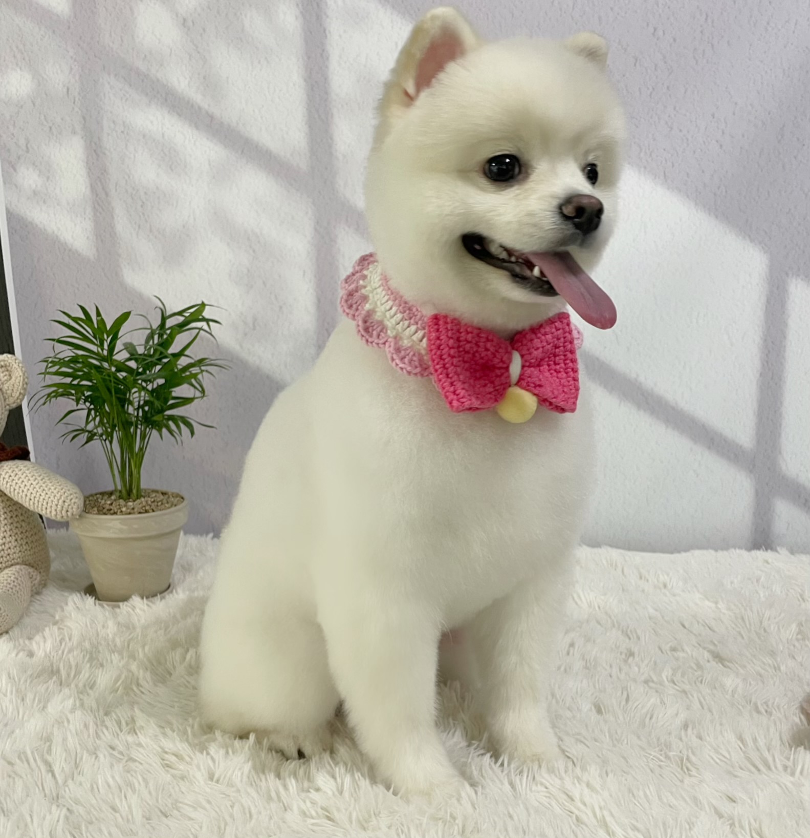 뽀솜뽀솜 대표 이미지