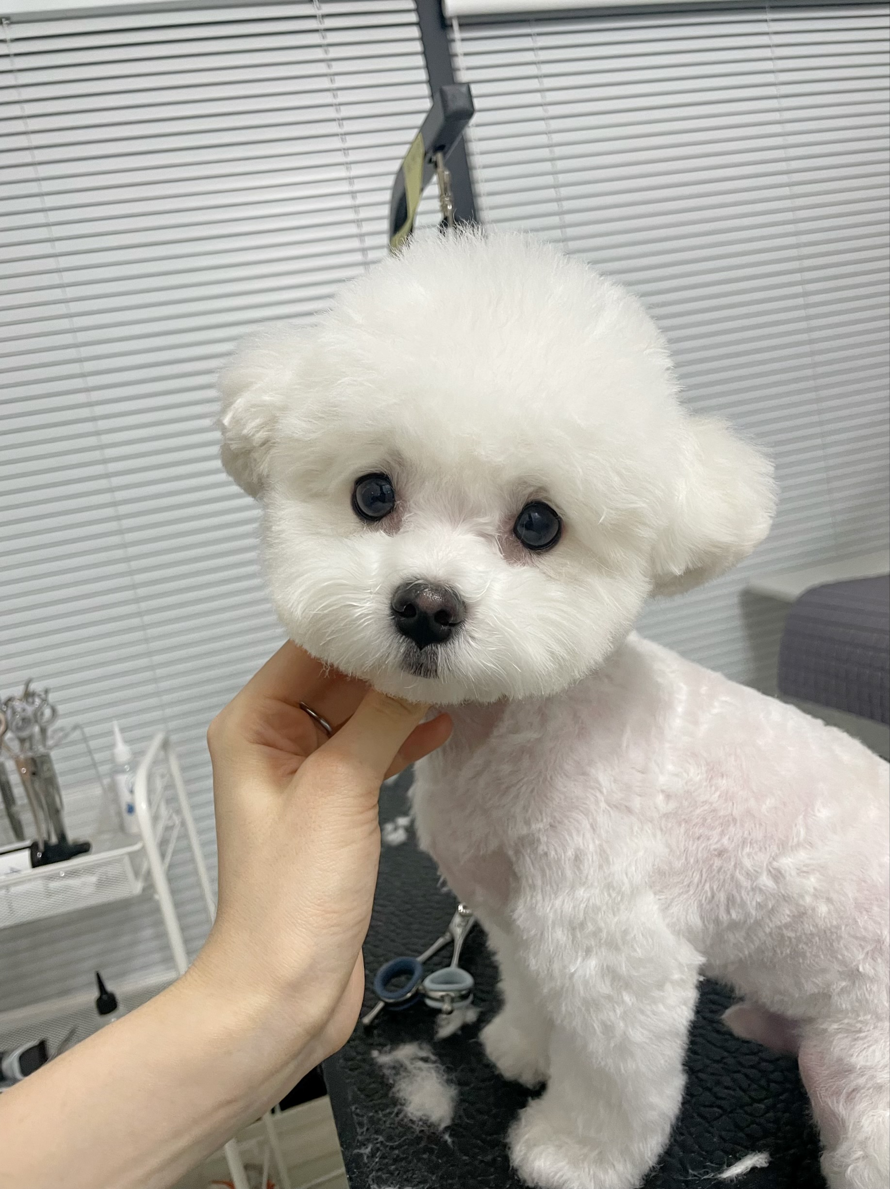 뽀솜뽀솜 대표 이미지