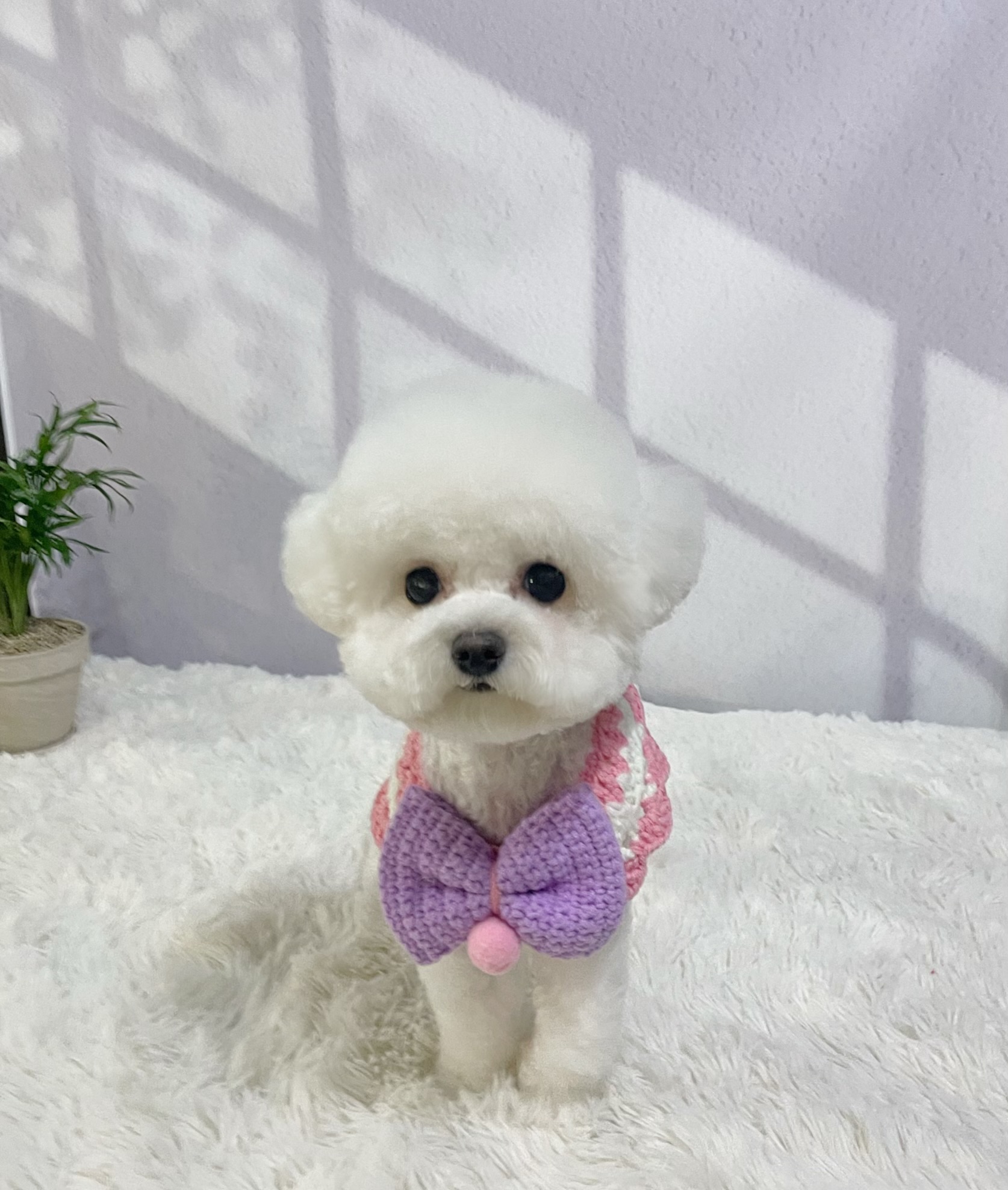뽀솜뽀솜 대표 이미지