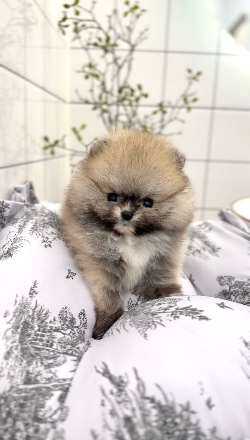 플랜멍 강아지분양&미용 대구 북구점