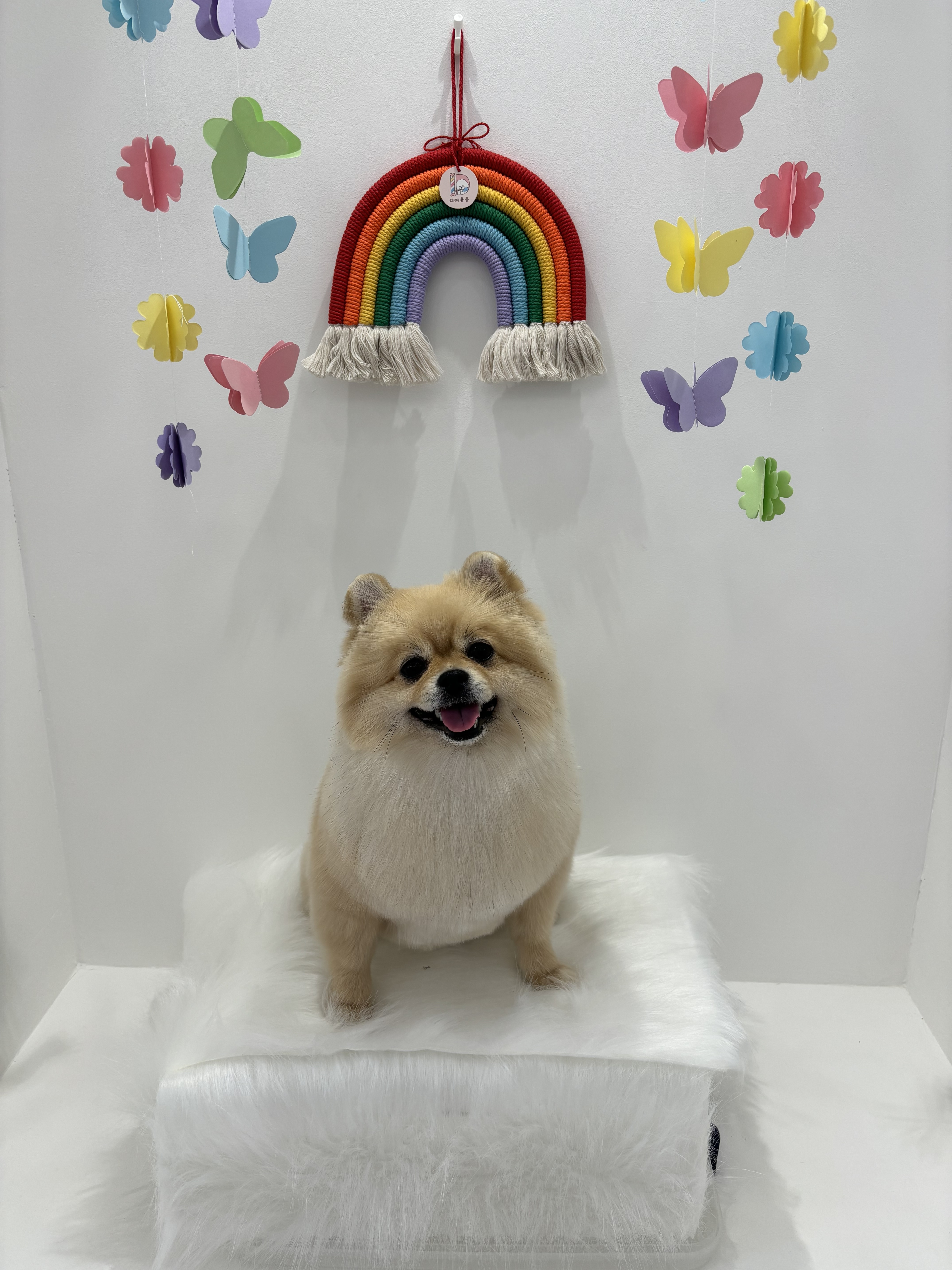 디어몽몽 대표 이미지