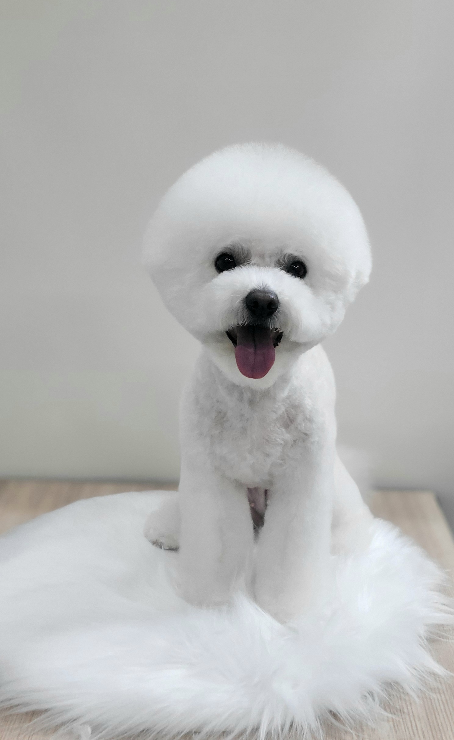 애니원애견미용 대표 이미지