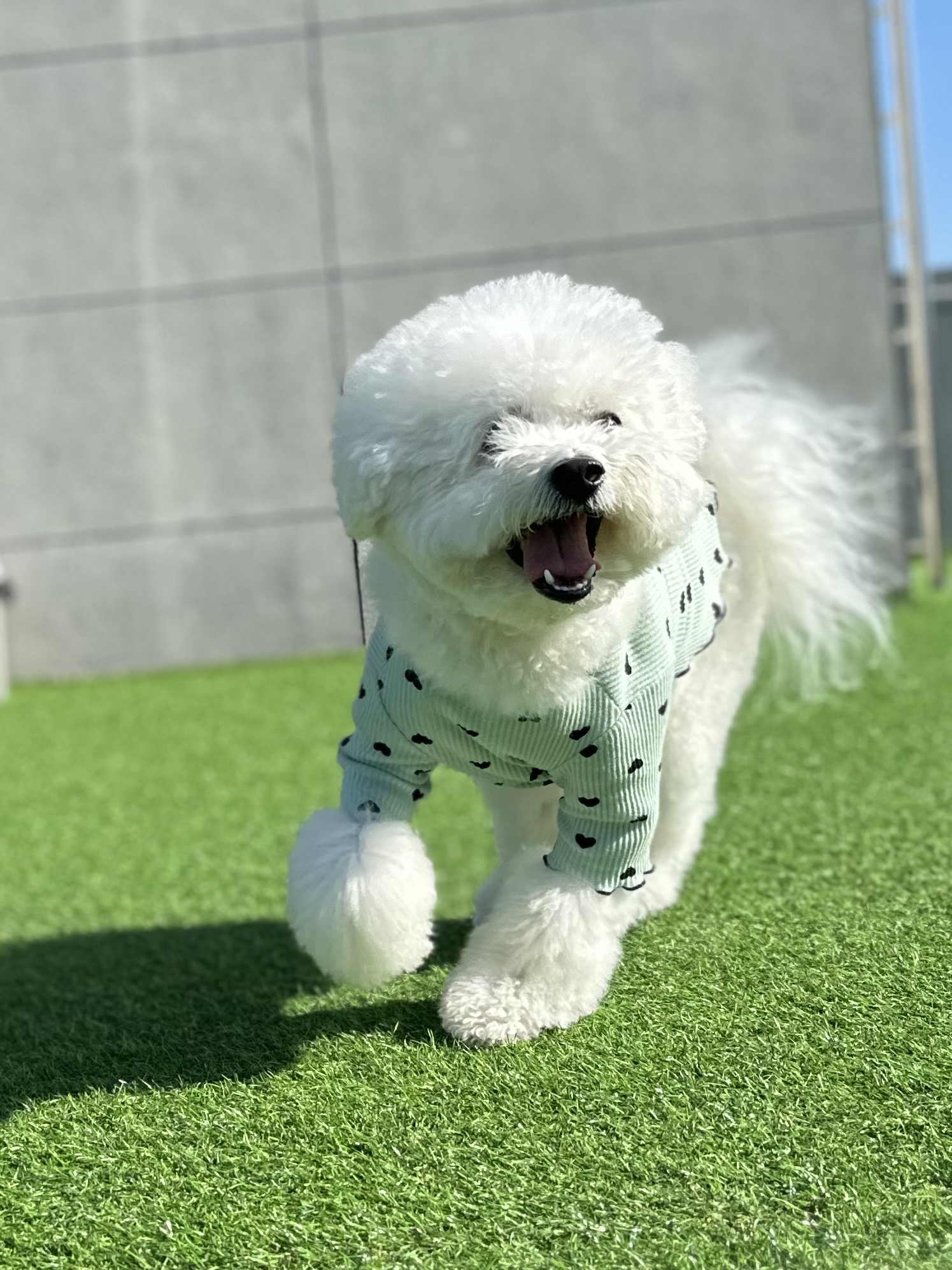 모글리몽
