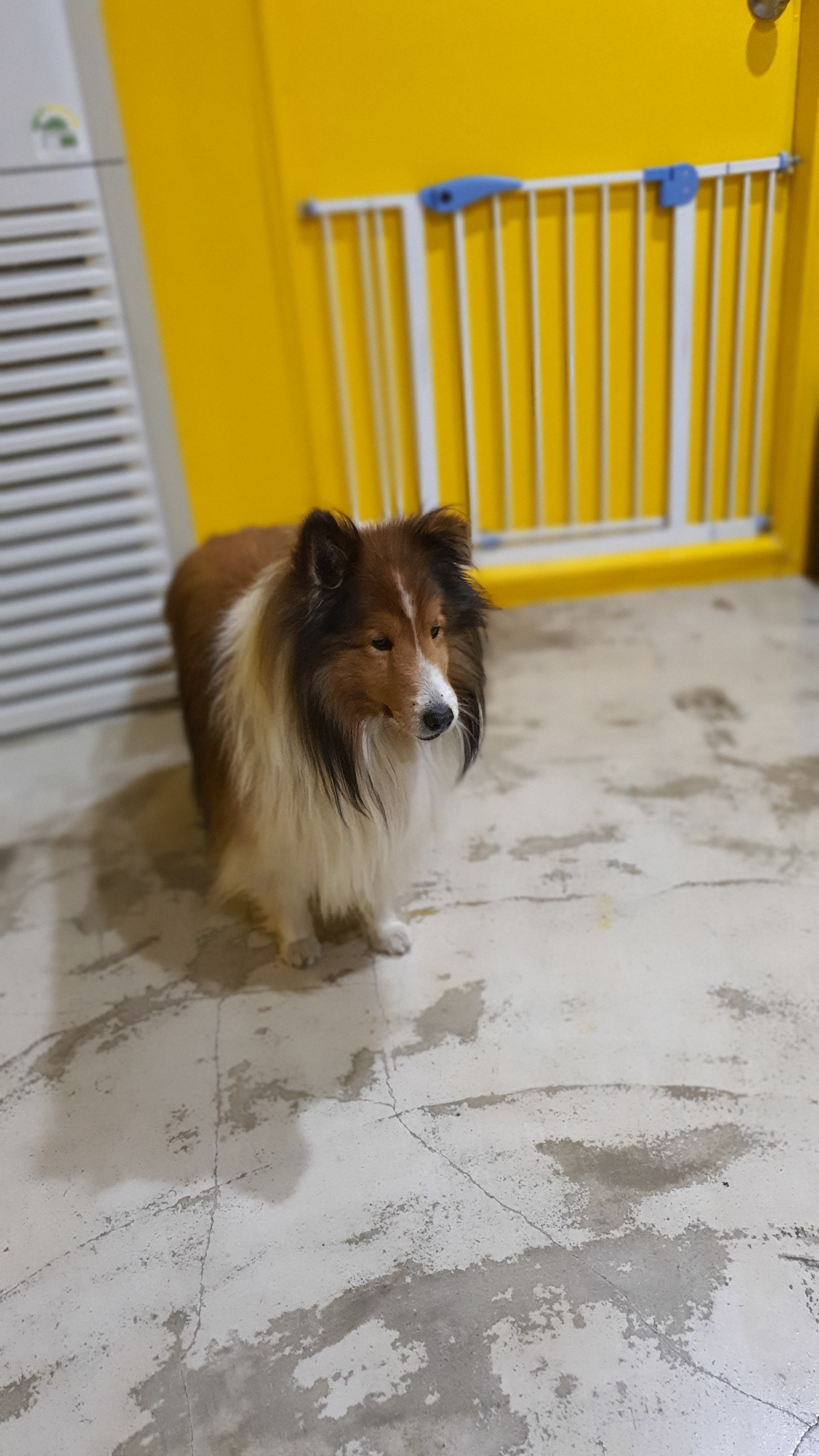 사천견생 반려견 호텔 대표 이미지