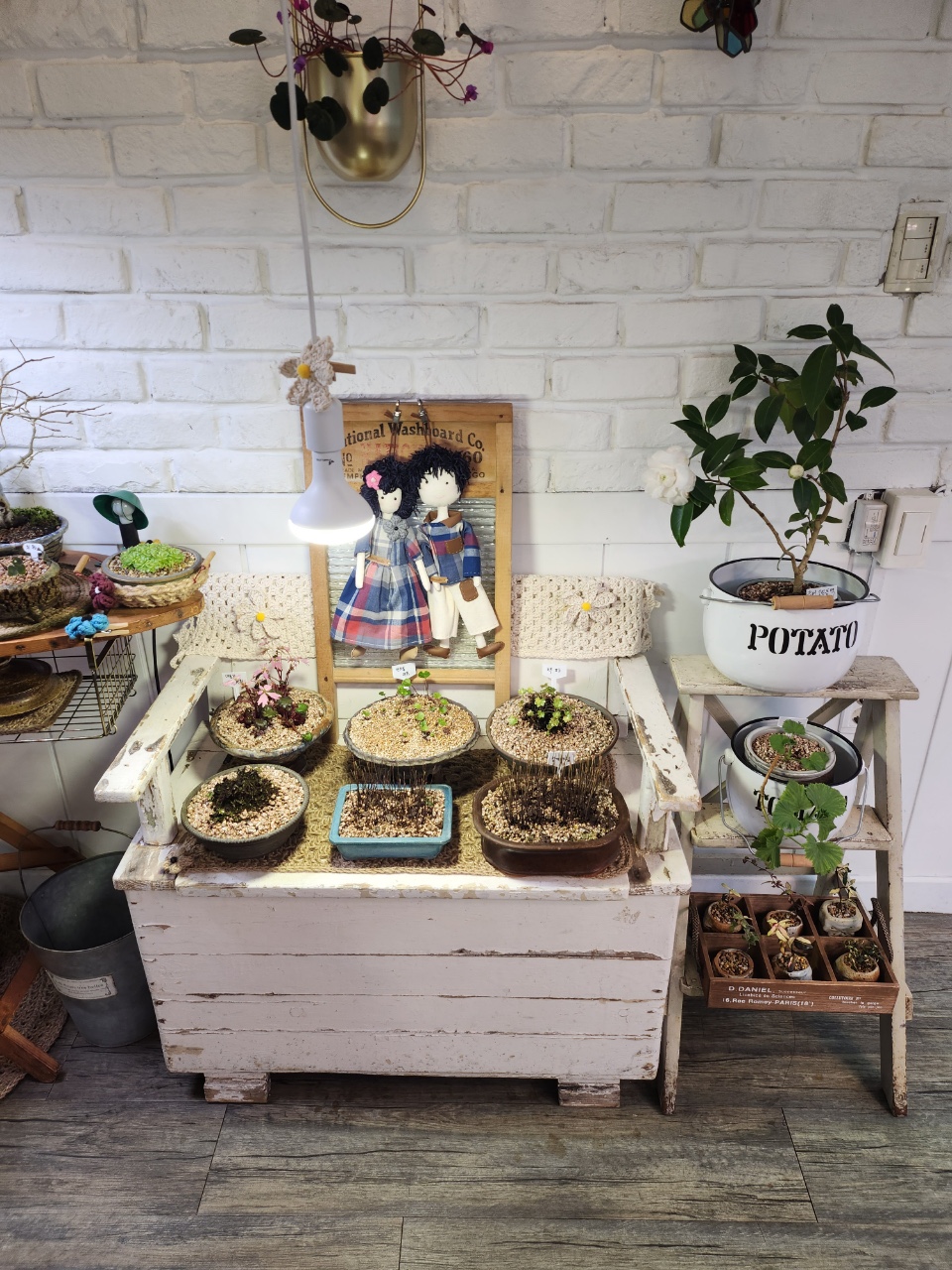 아델라야생화