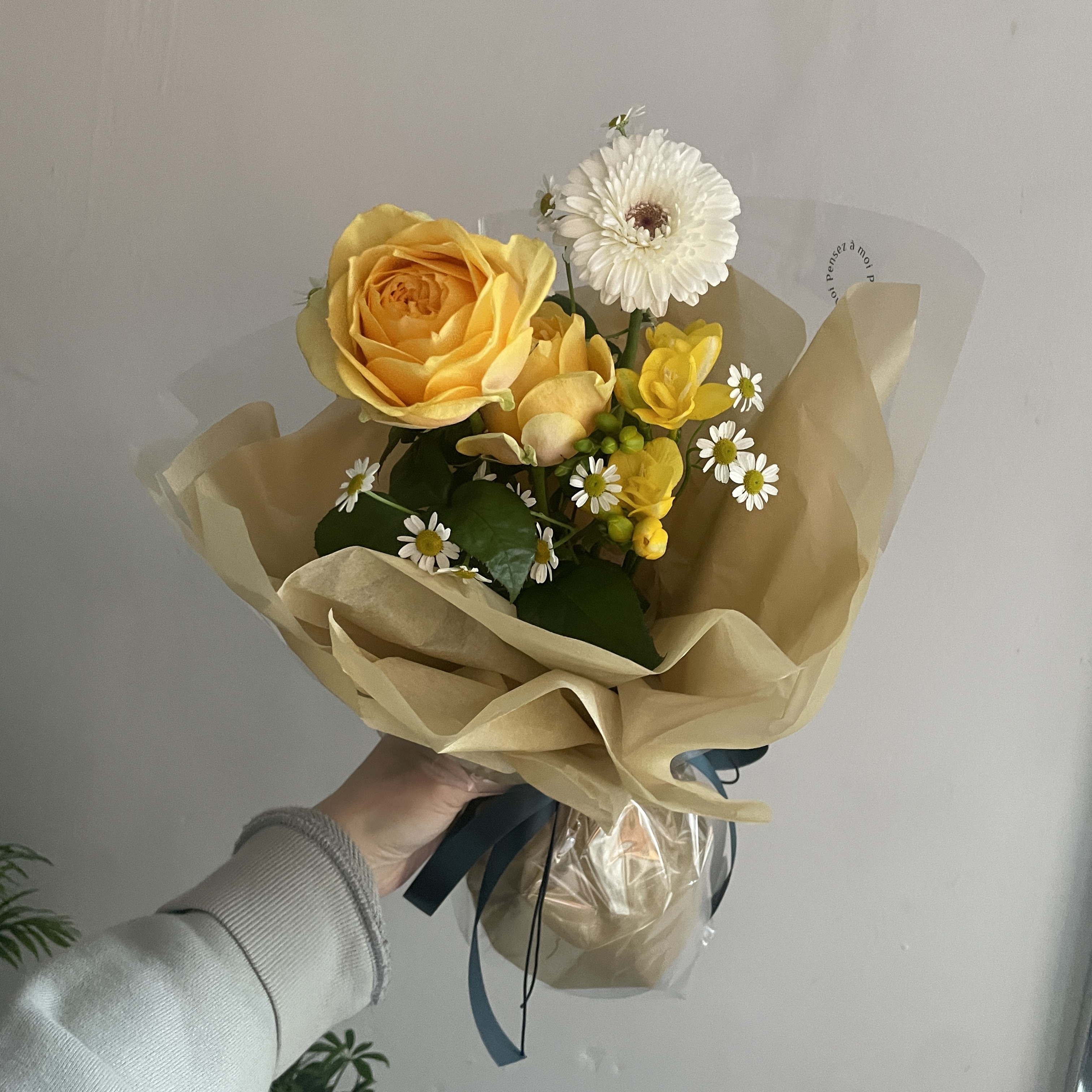 팡세아모아