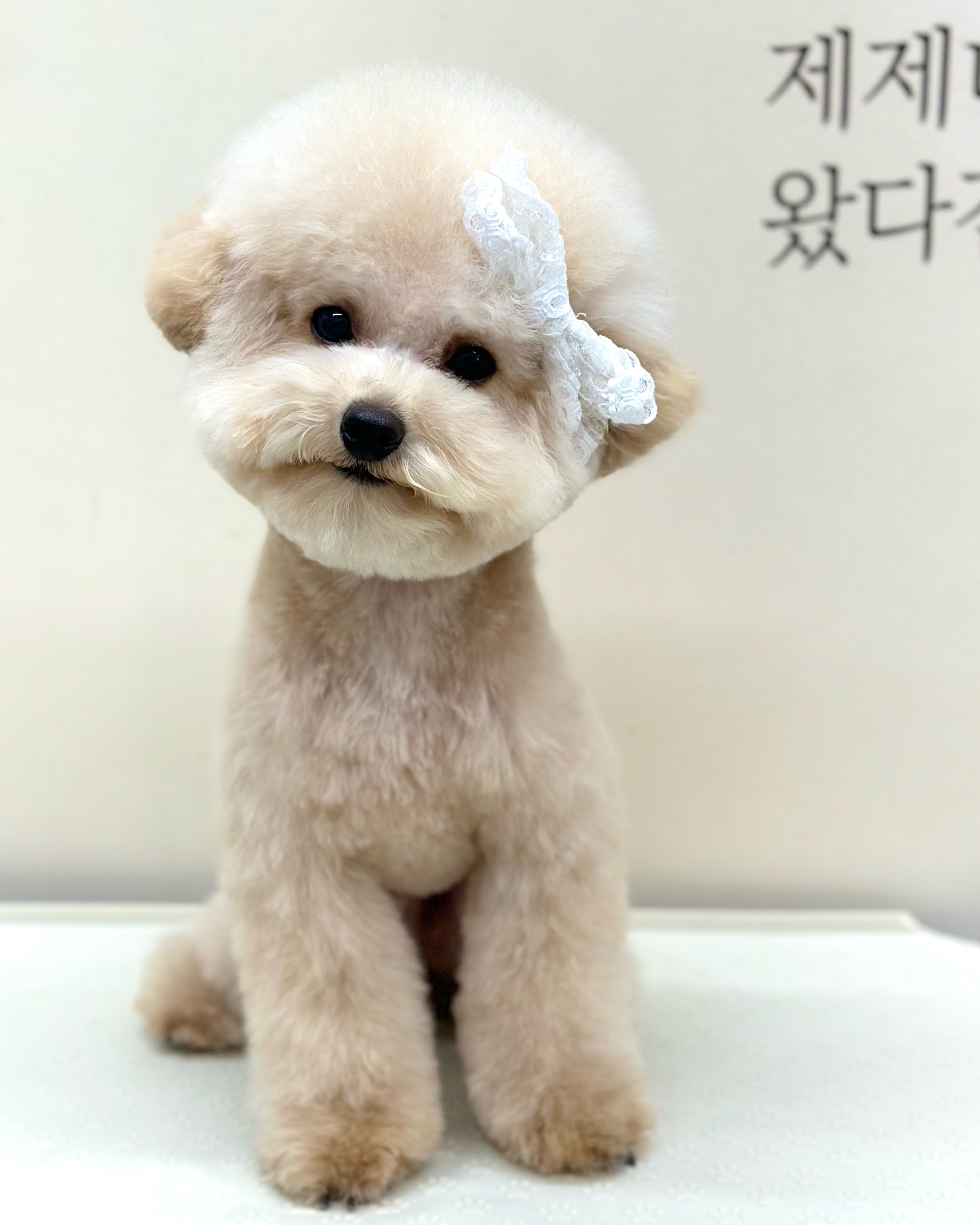 트리밍스튜디오제제 대표 이미지