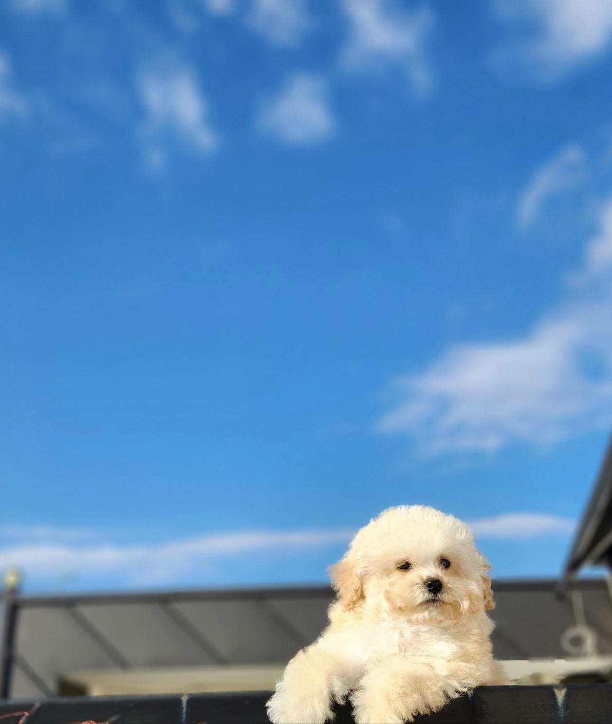 홈즈펫타운 대표 이미지