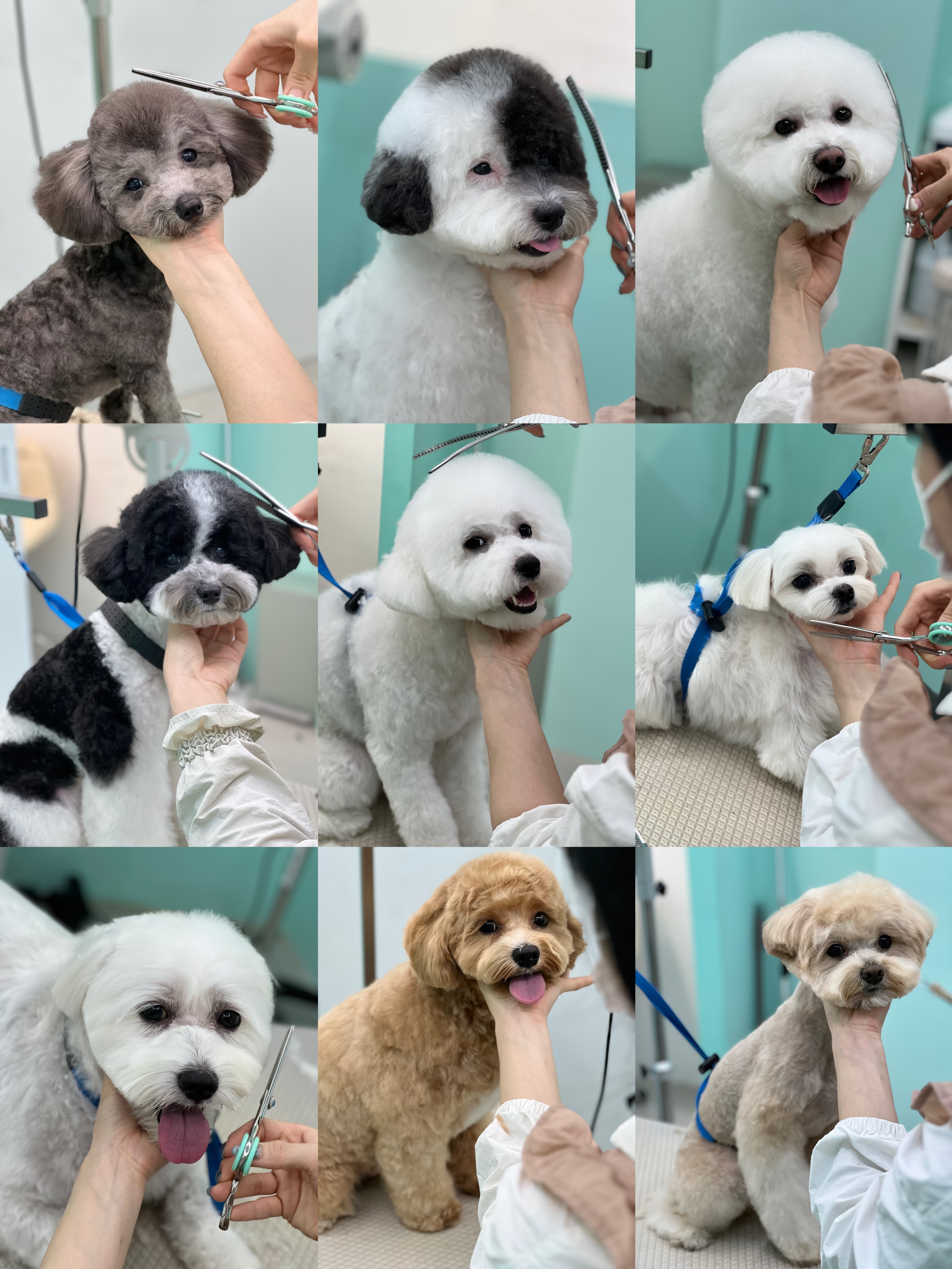 멍블리즈