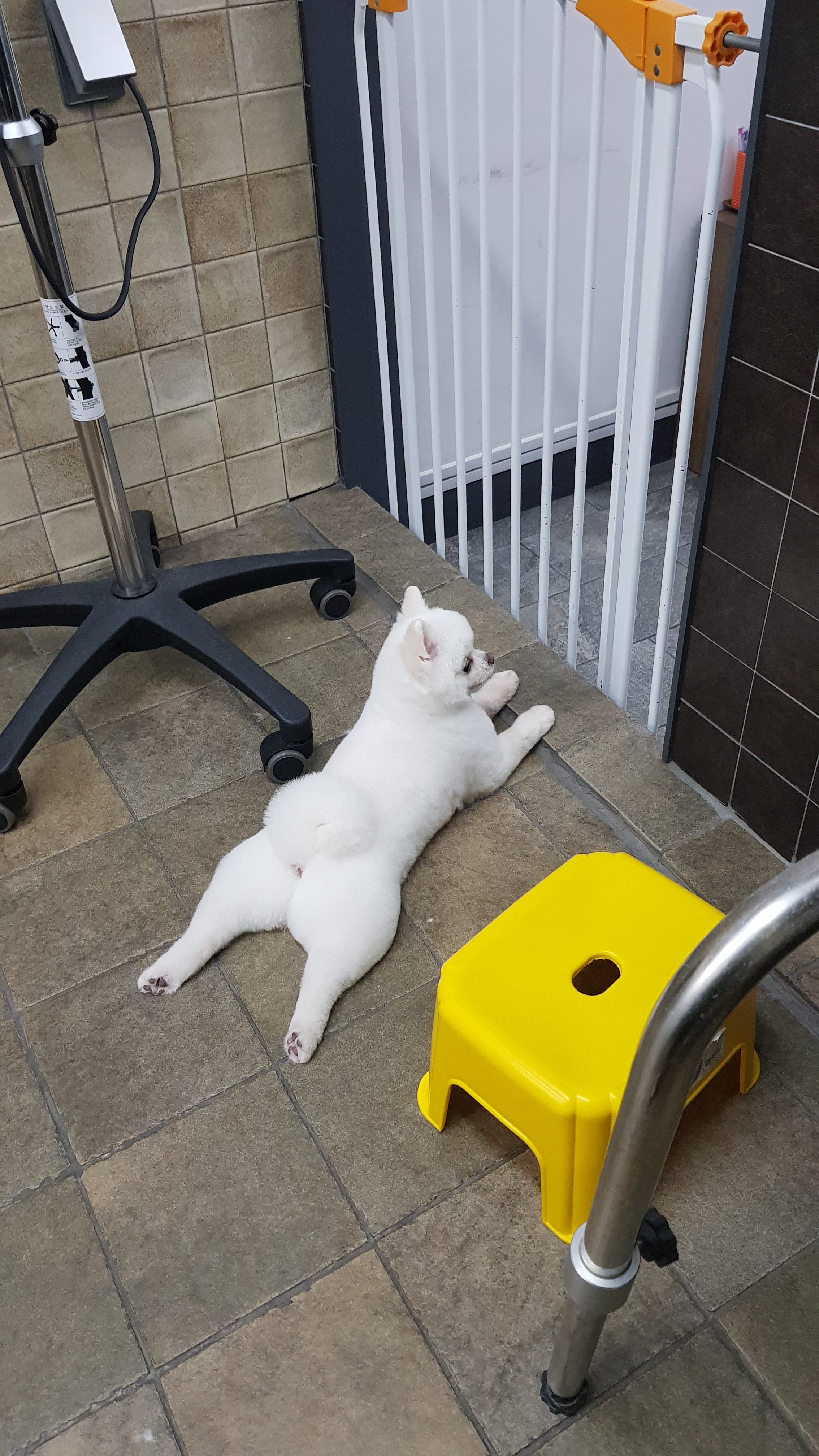 김쌤애견 대표 이미지
