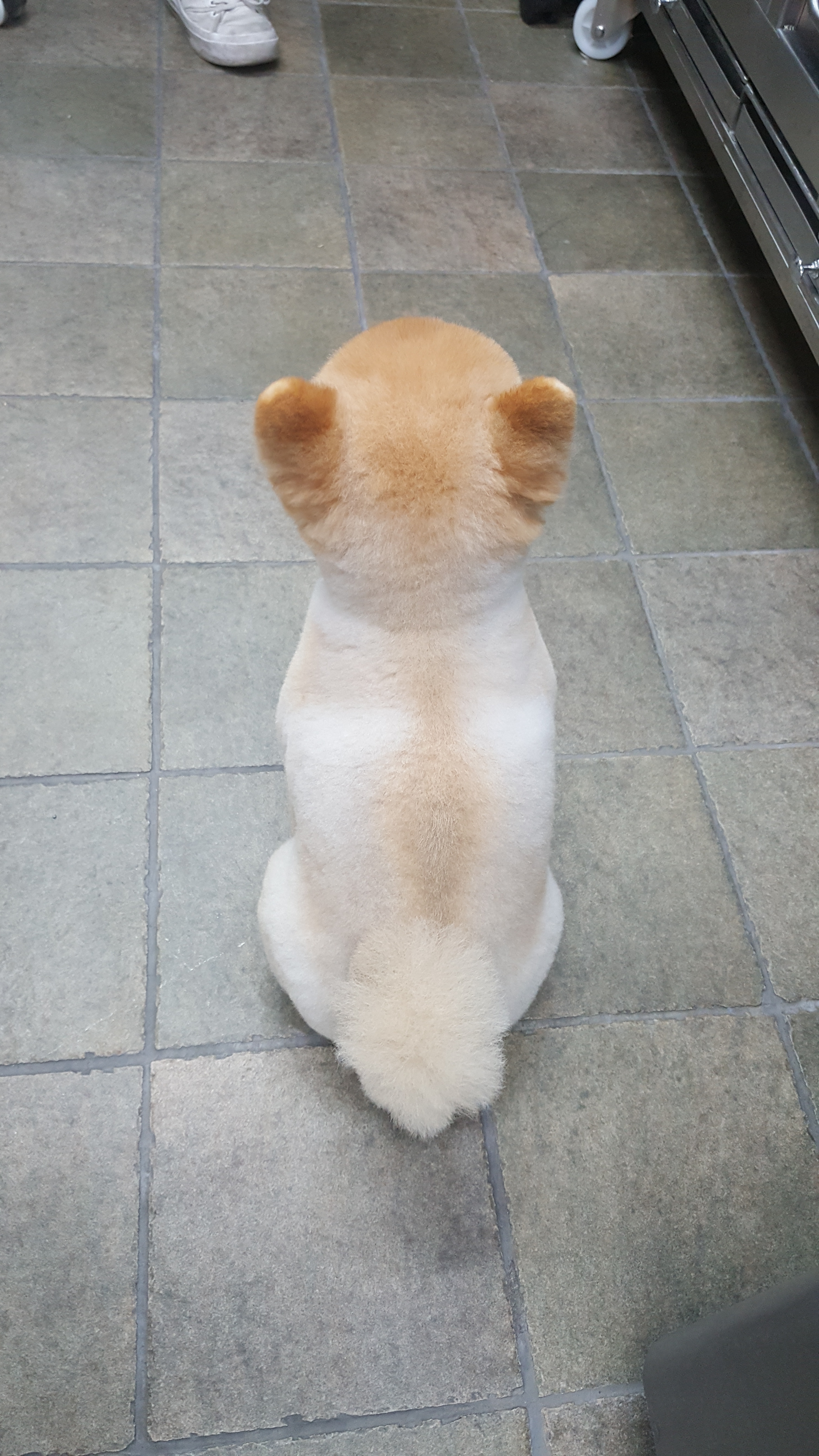 김쌤애견 대표 이미지