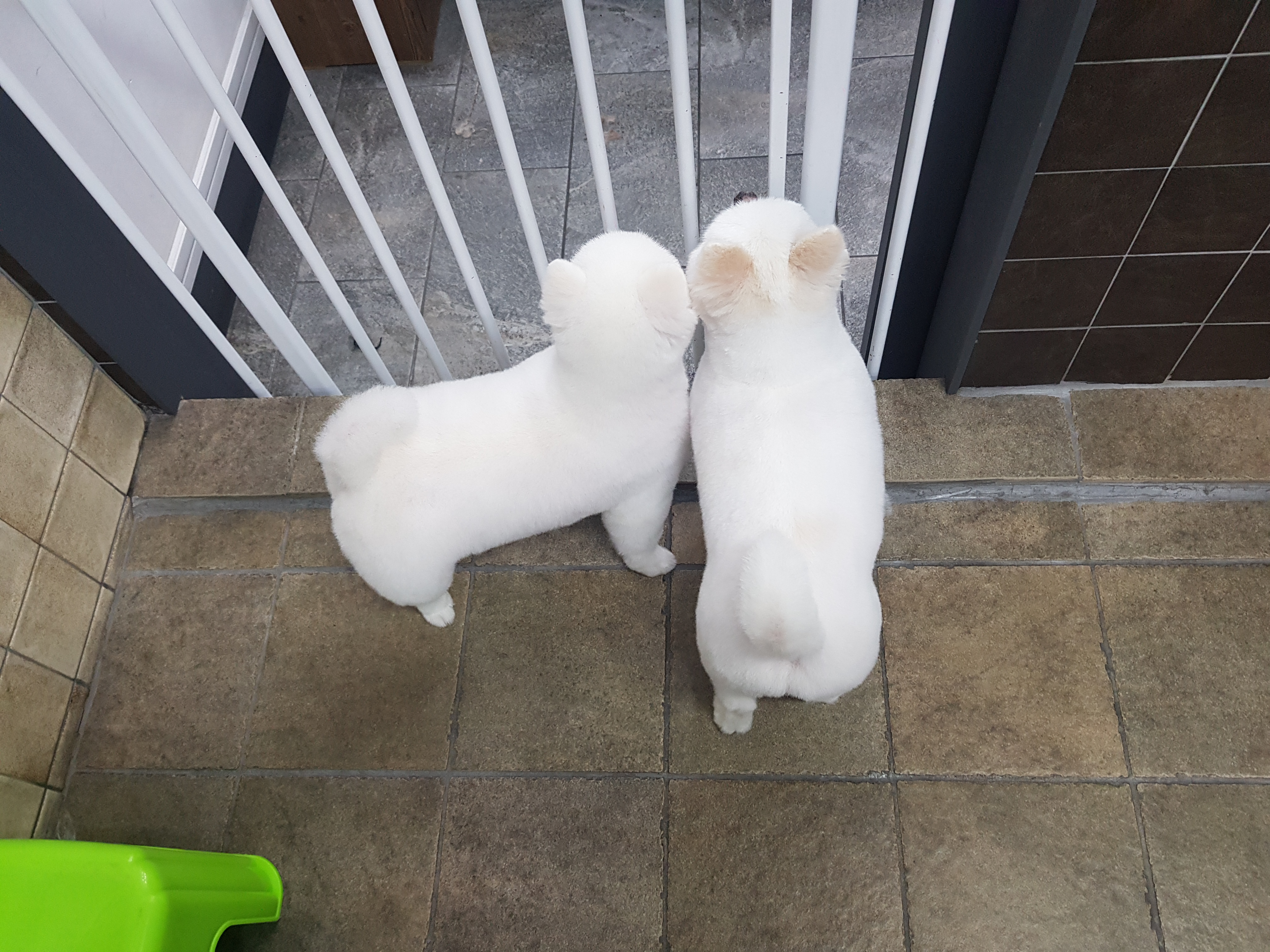 김쌤애견 대표 이미지