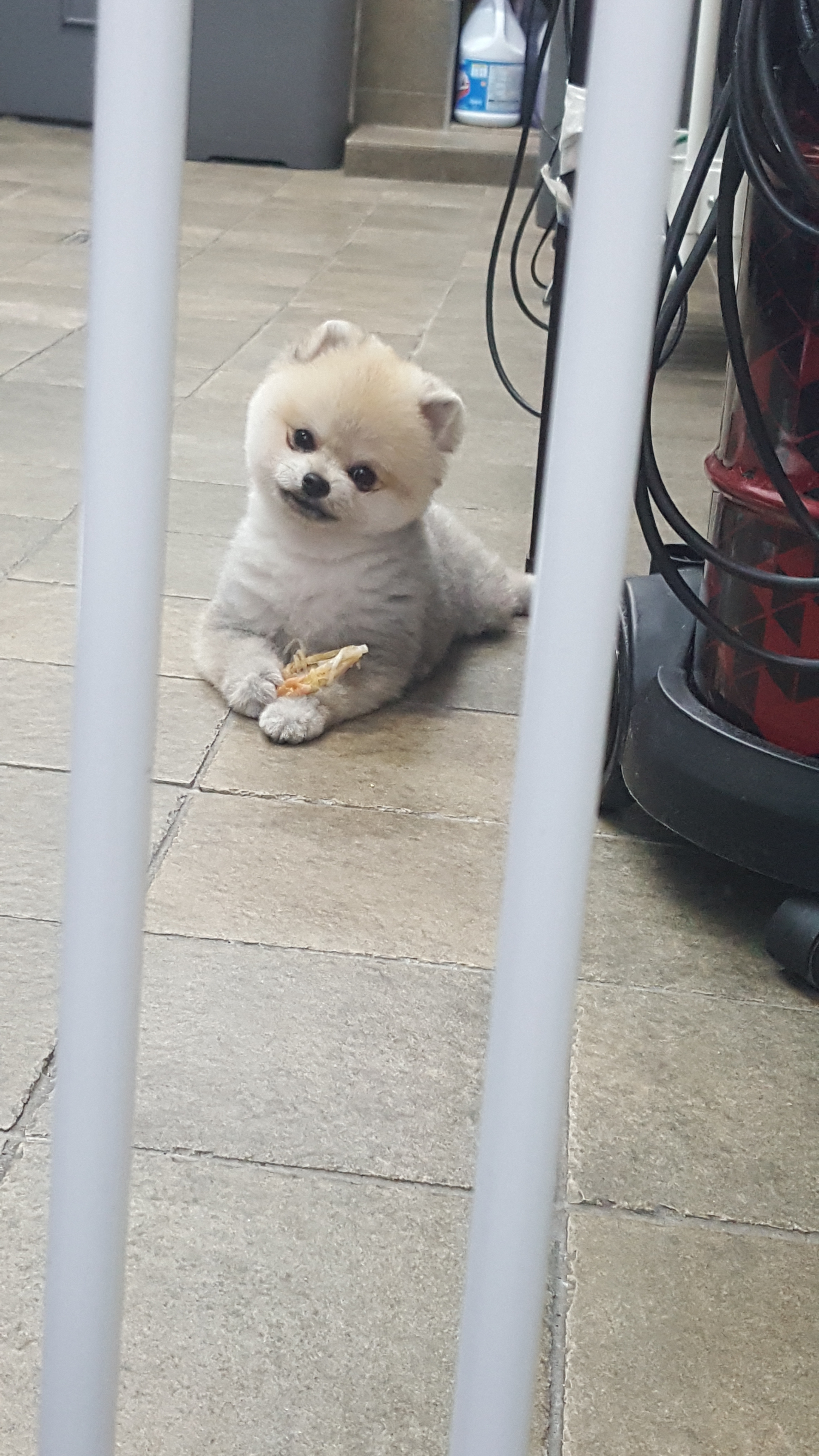 김쌤애견 대표 이미지