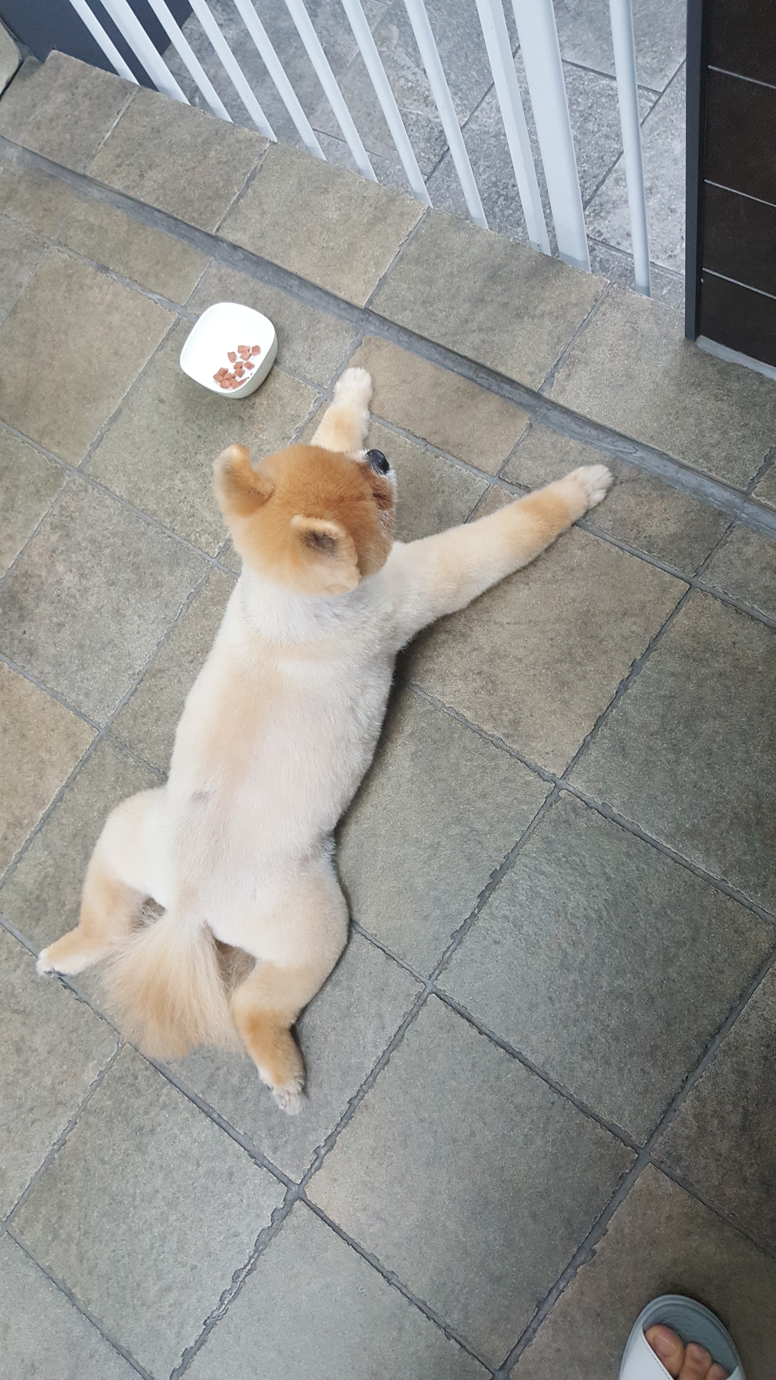 김쌤애견 대표 이미지