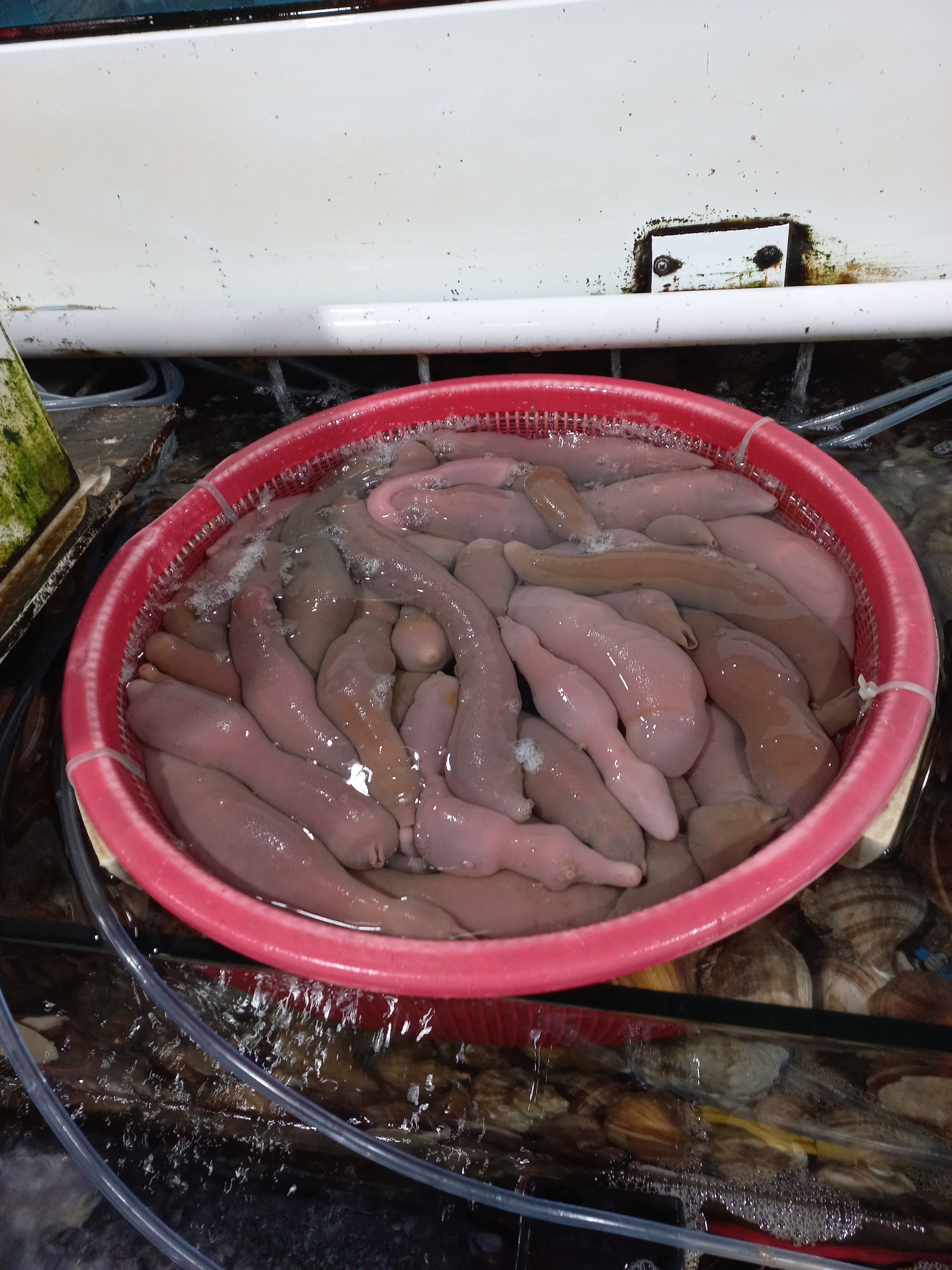 격포어촌계수산물회센타B18