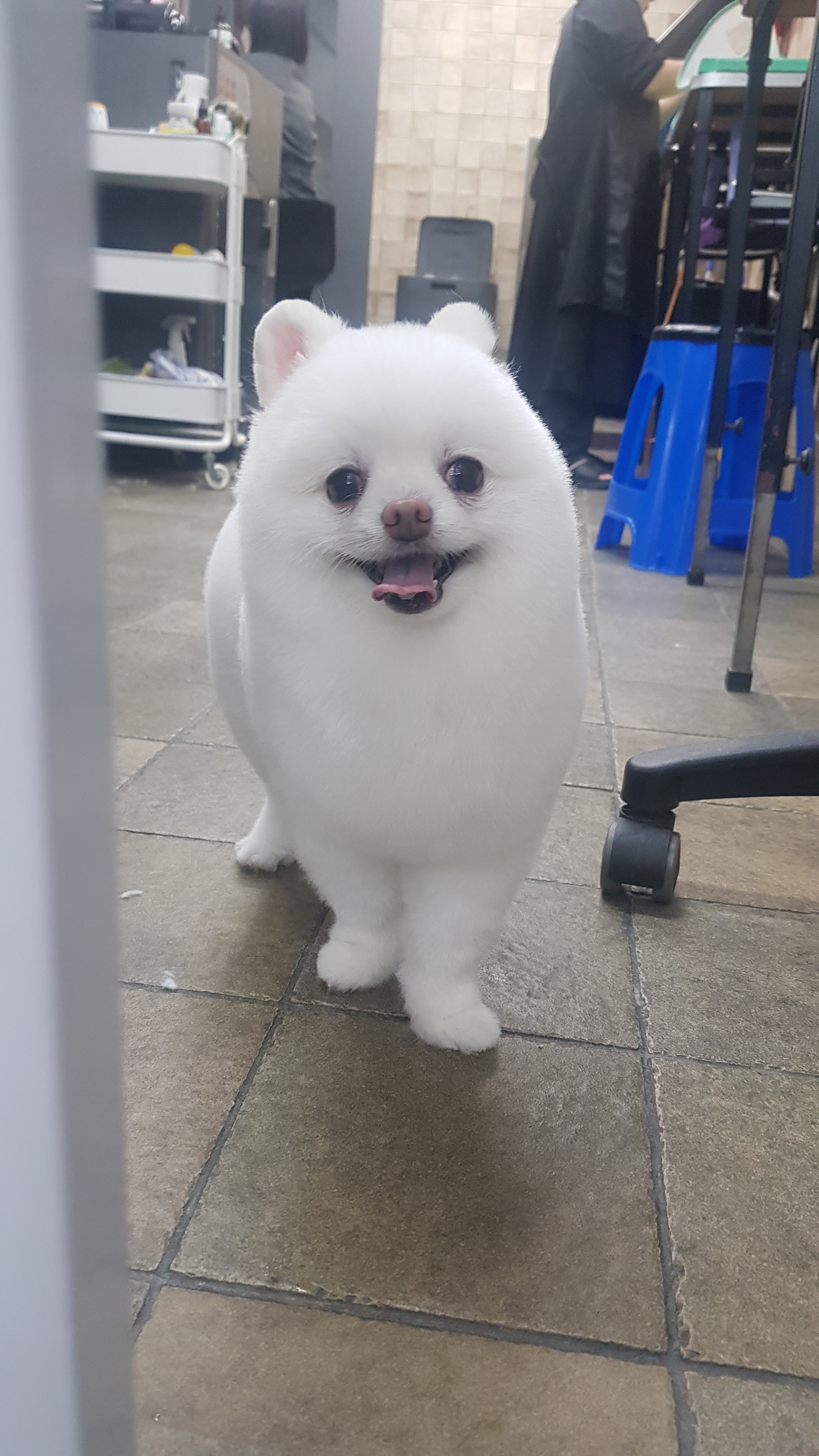 김쌤애견 대표 이미지