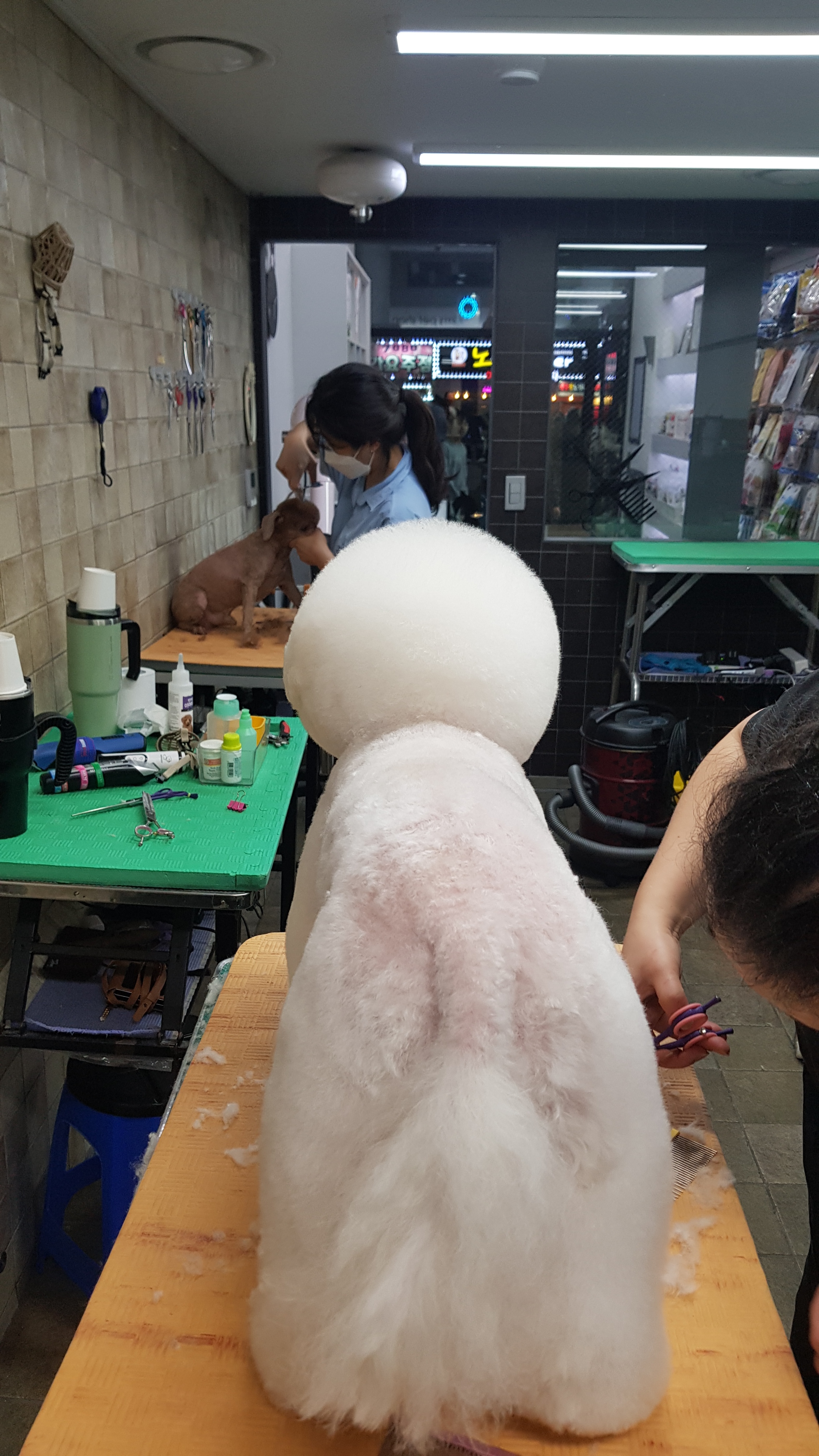 김쌤애견 대표 이미지