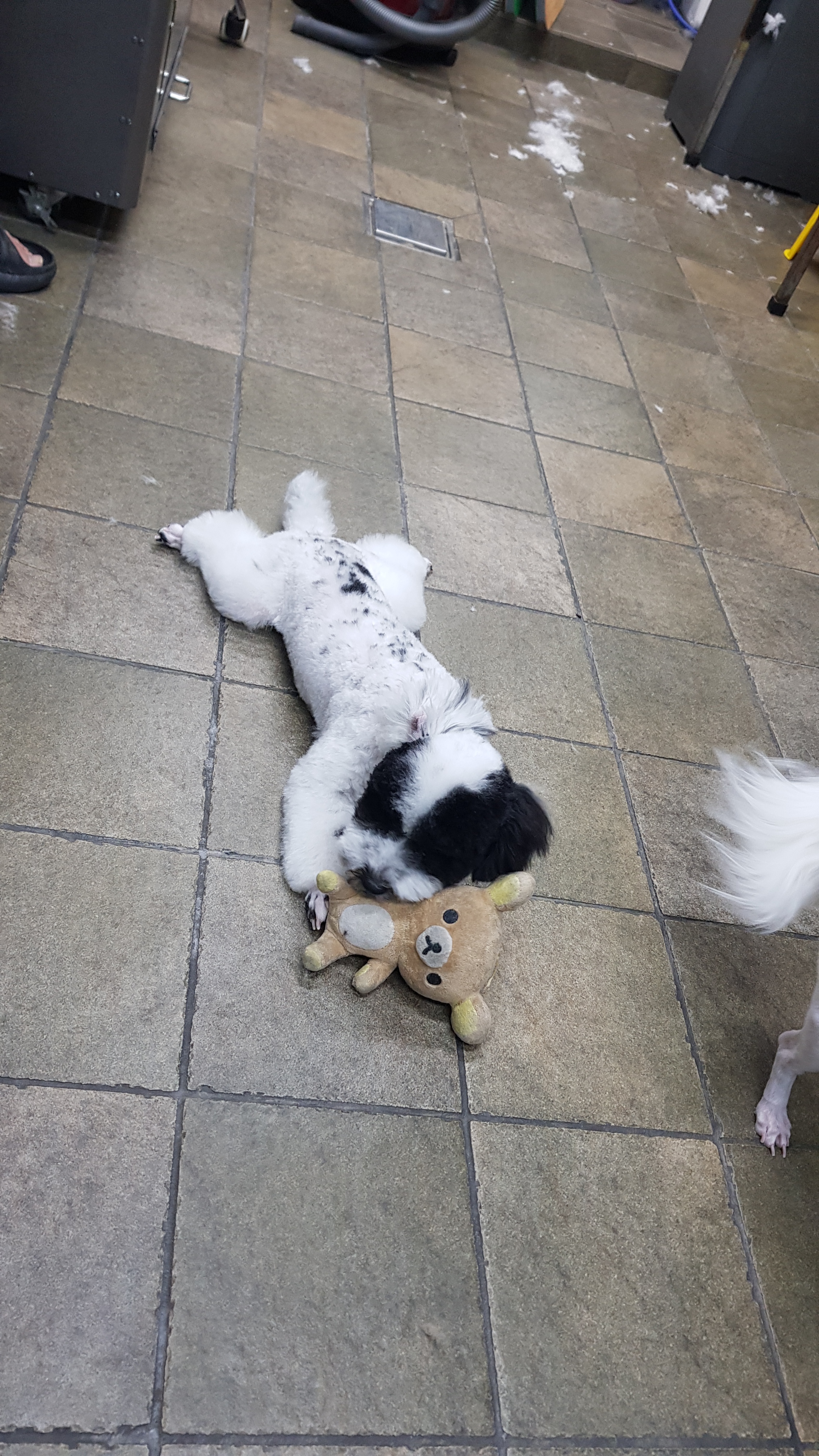 김쌤애견 대표 이미지
