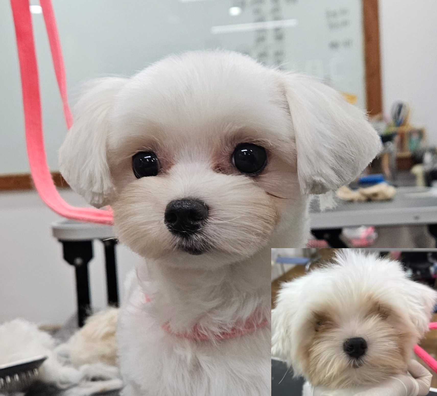 쿨펫애견미용학원 수원점