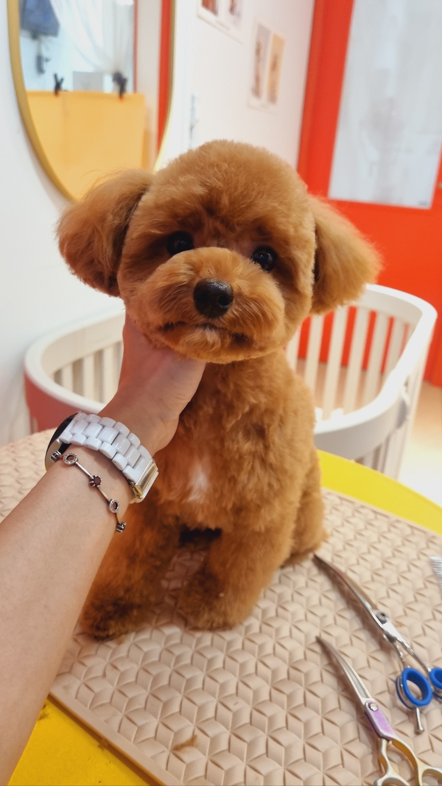 이쁘개왈왈 대표 이미지