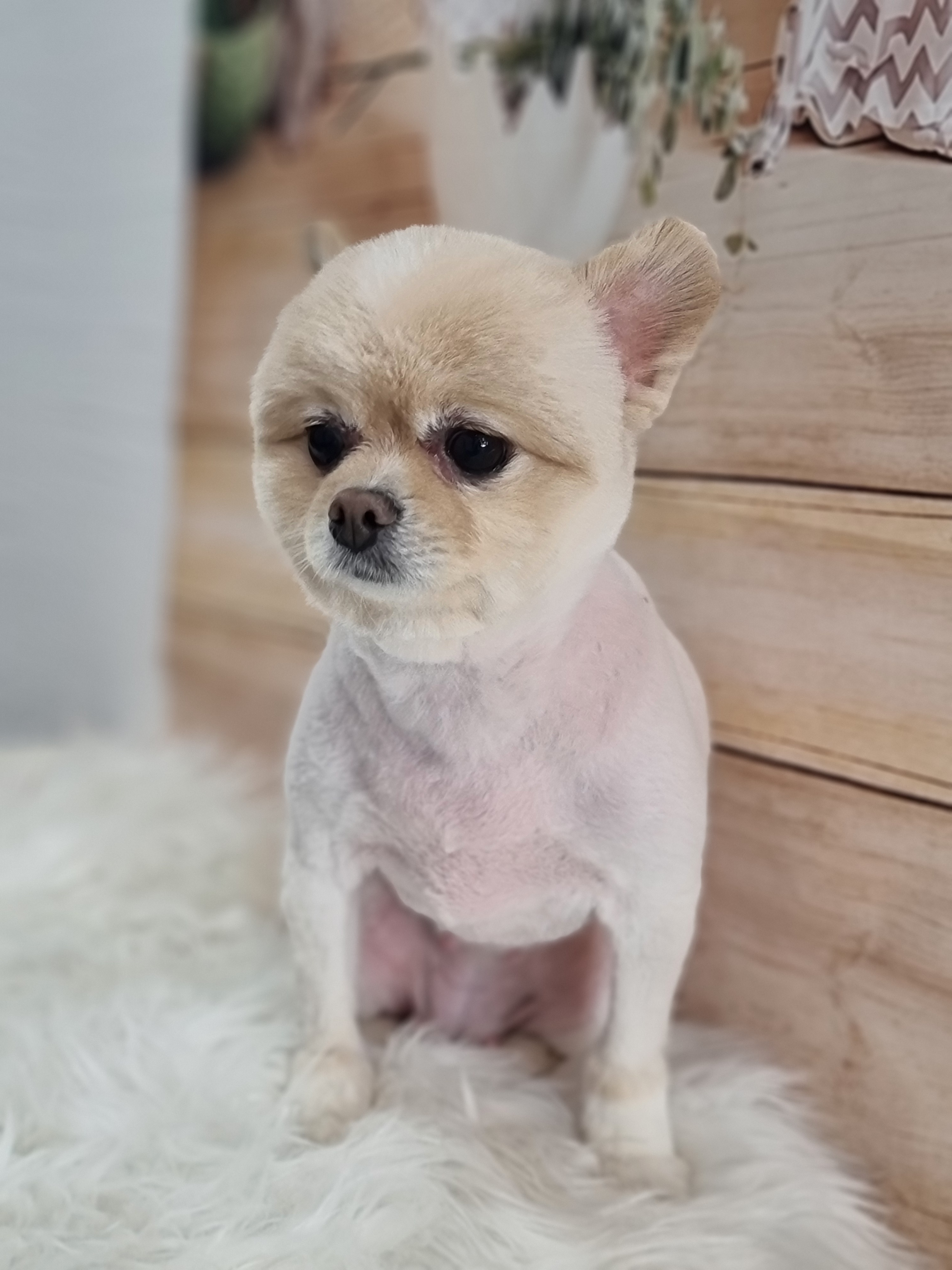 애견샵 붐 대표 이미지