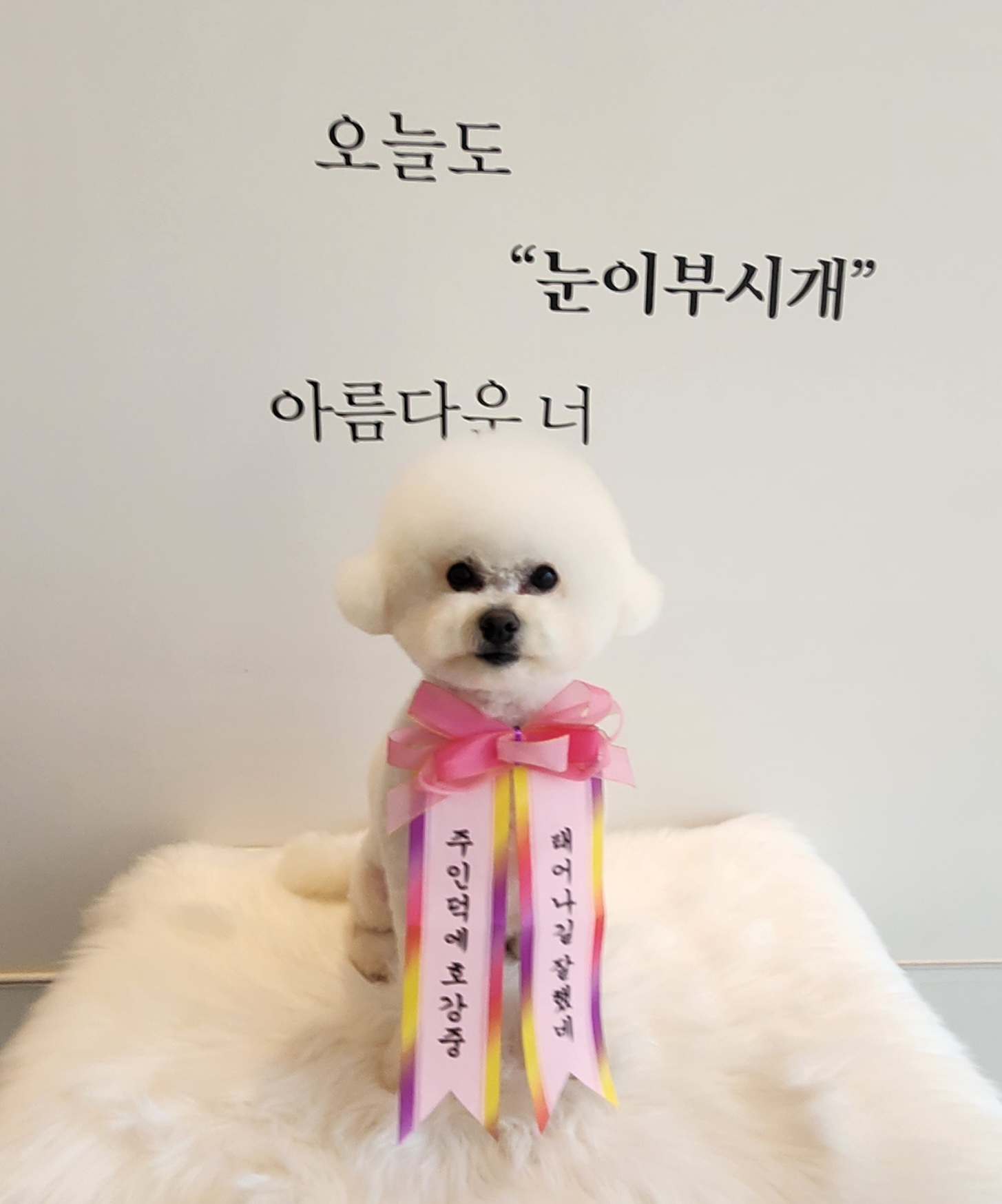 눈이부시개 대표 이미지