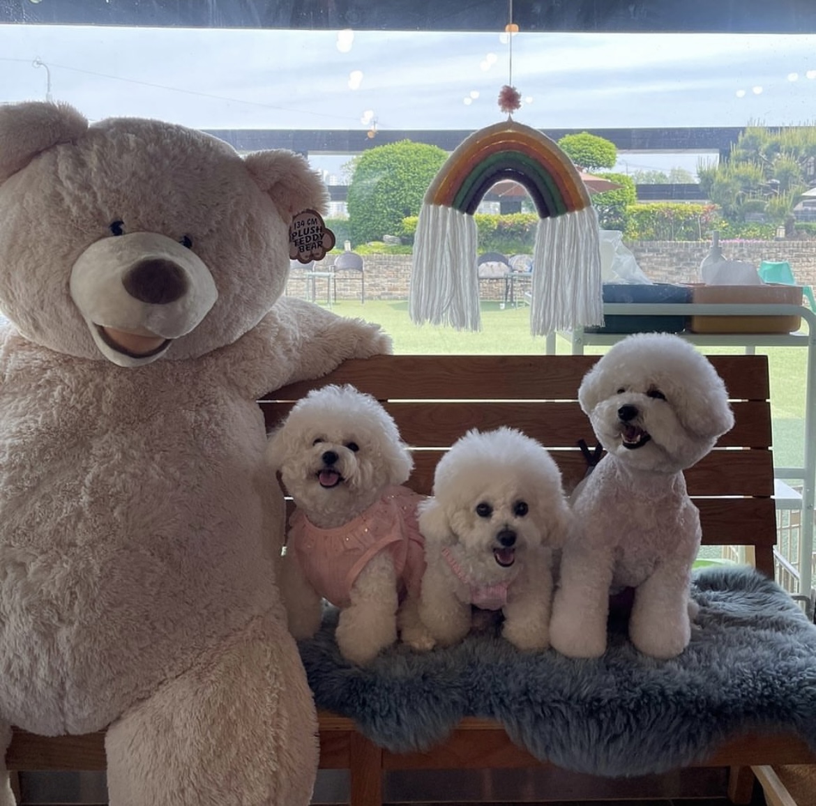 도그라운지 대표 이미지